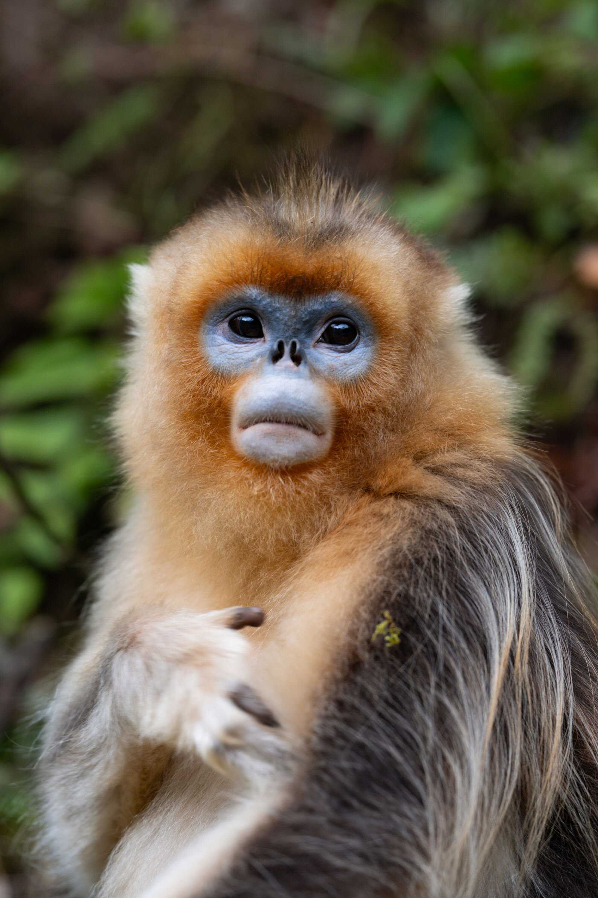 A golden snub-nosed monkey in China’s southwestern Sichuan province. Photo: Xinhua
