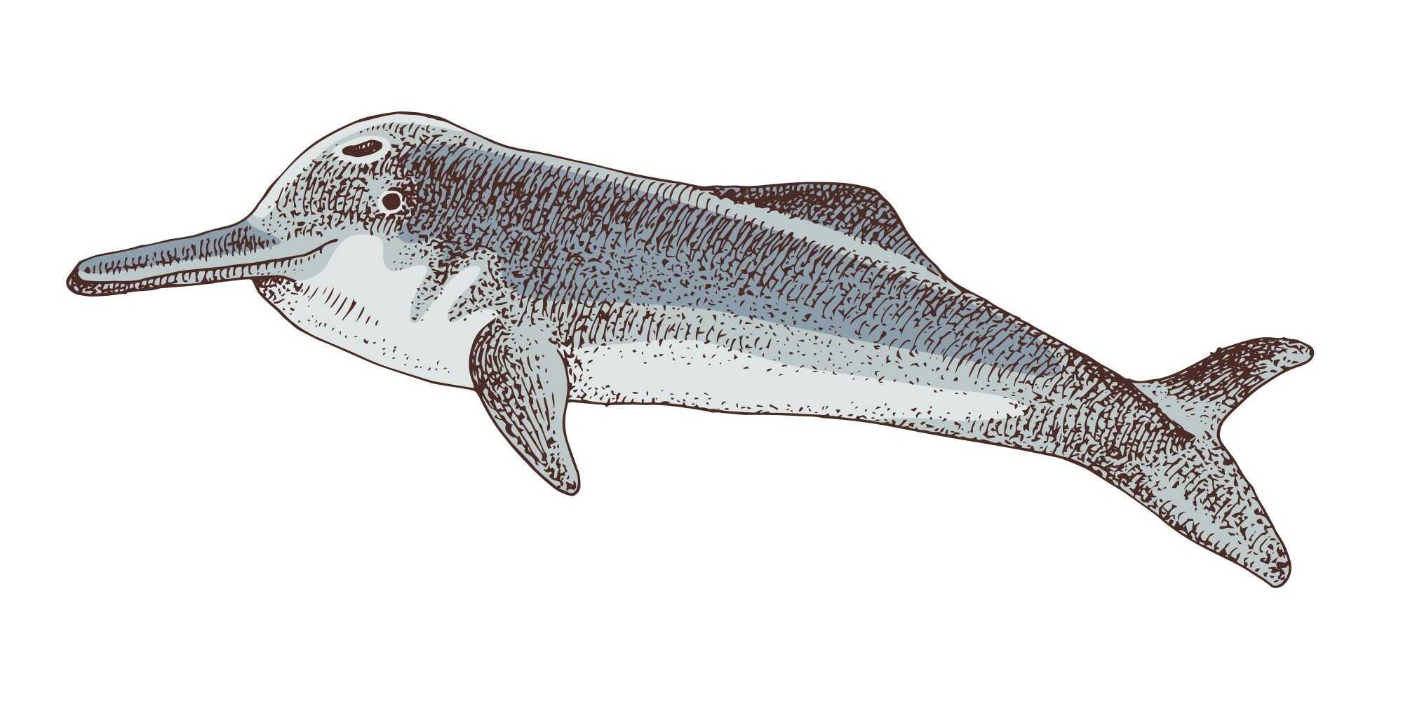 A sketch of the Yangtze whitefin river dolphin, which is possibly extinct. Photo: Shutterstock