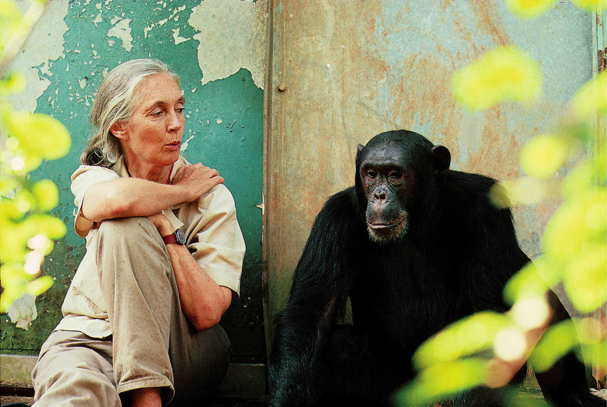 Jane Goodall observes a thinking primate in this undated promotional photo. Photo: AP