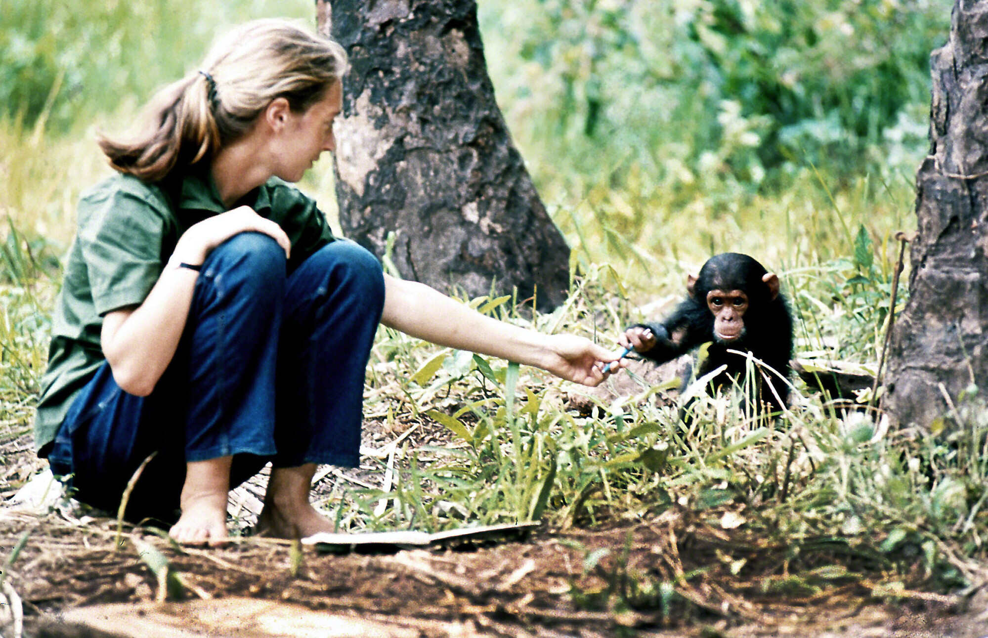 Young researcher Jane Goodall with baby chimpanzee Flint at Gombe Stream Research Centre in Tanzania. Photo: The Jane Goodall Institute
