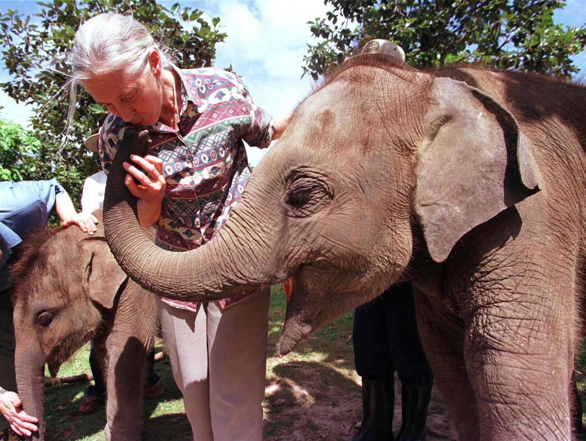 Dr Jane Goodall with an elephant in Cambodia. Photo: Handout