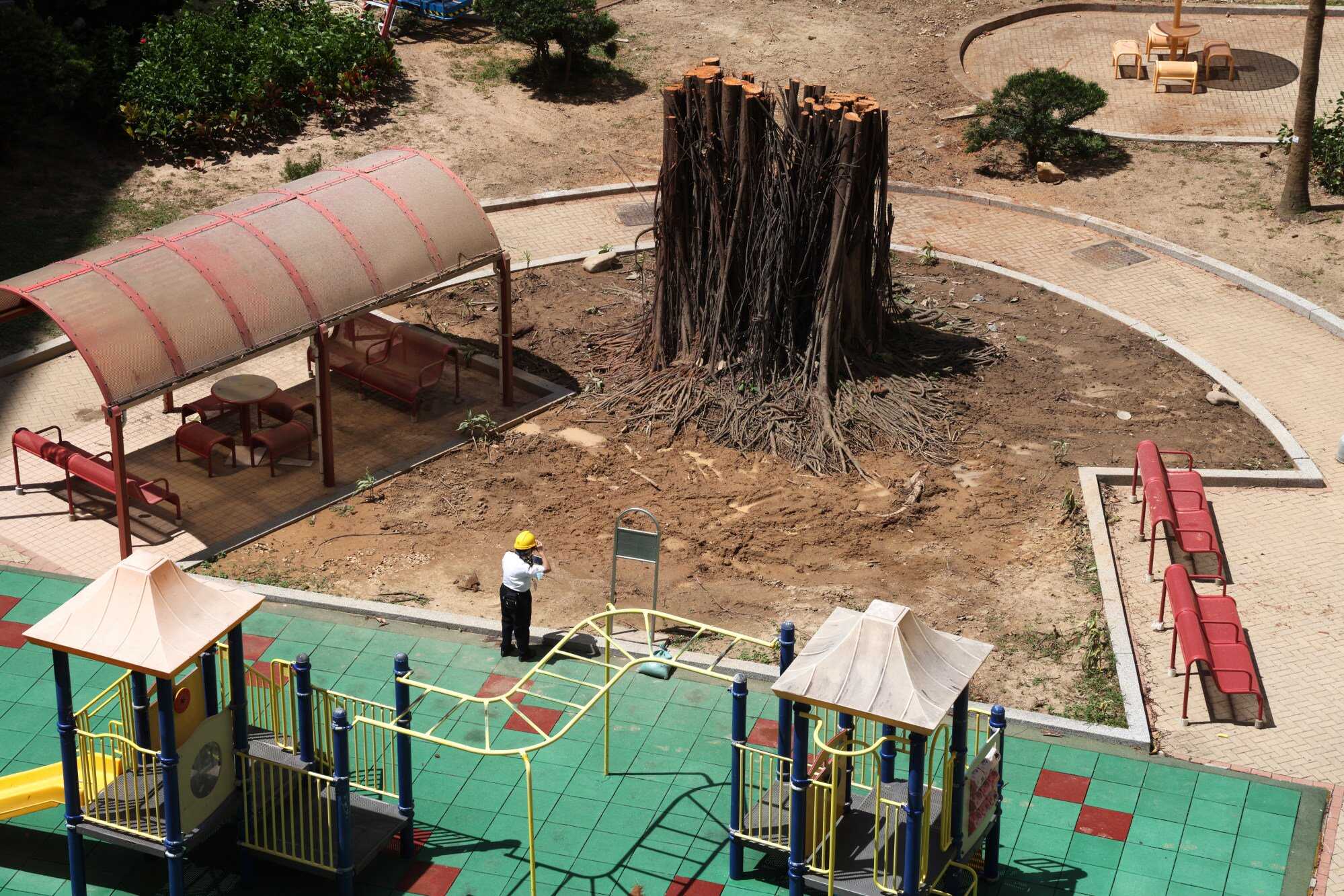 The decades-old banyan tree’s trunk was re-erected after the crown and branches were sawed off. Photo: Jelly Tse