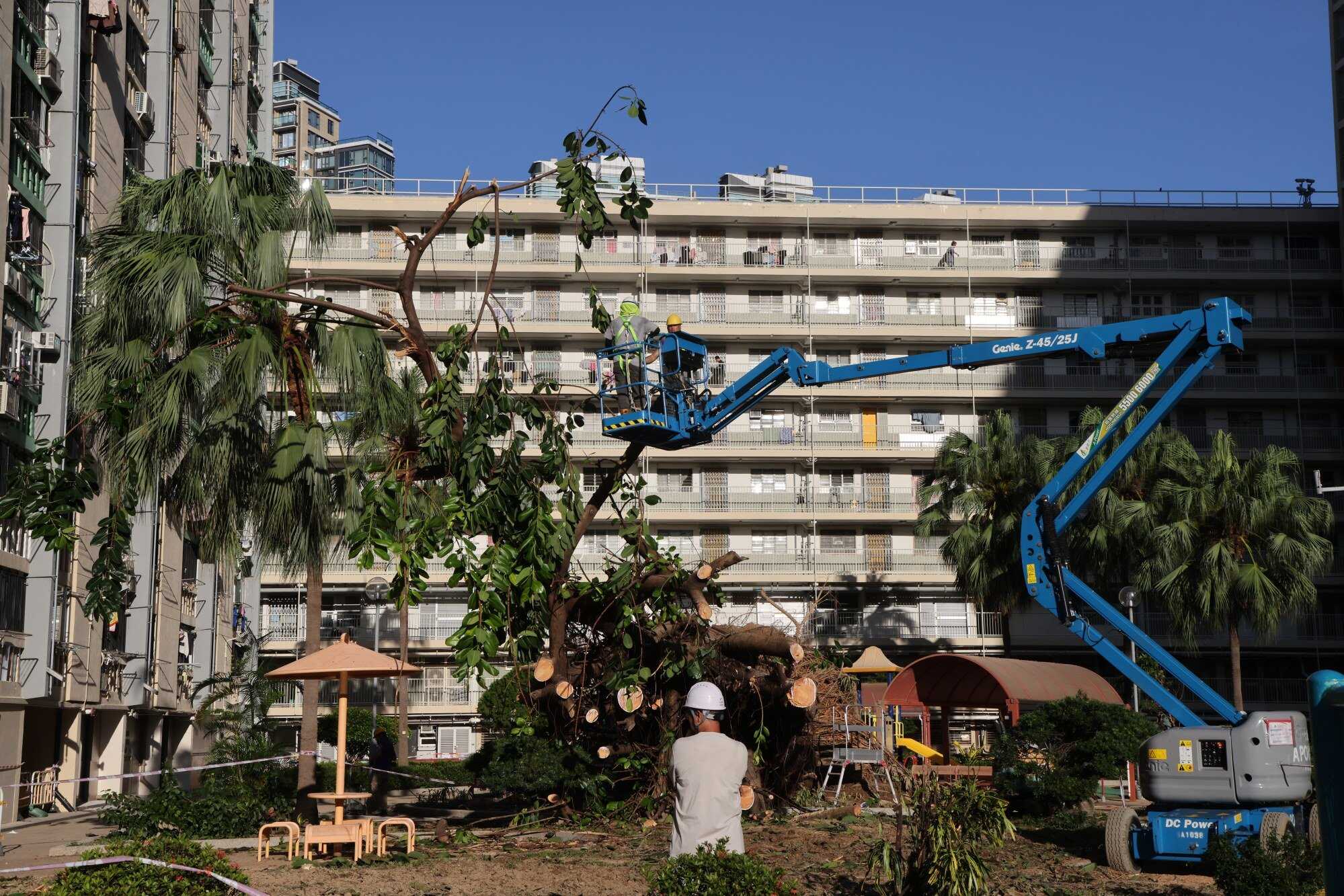 Tree-sawing workers continue to clear the large tree upturned by Super Typhoon Ragasa. Photo: Jelly Tse