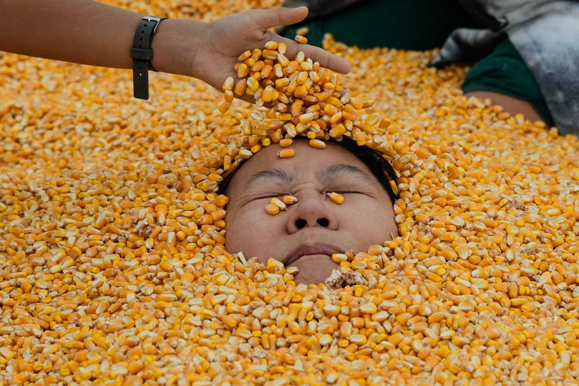 A visitor is covered with corn kernels while playing in a corn pool at Cool Patch Pumpkins in California. Photo: AP