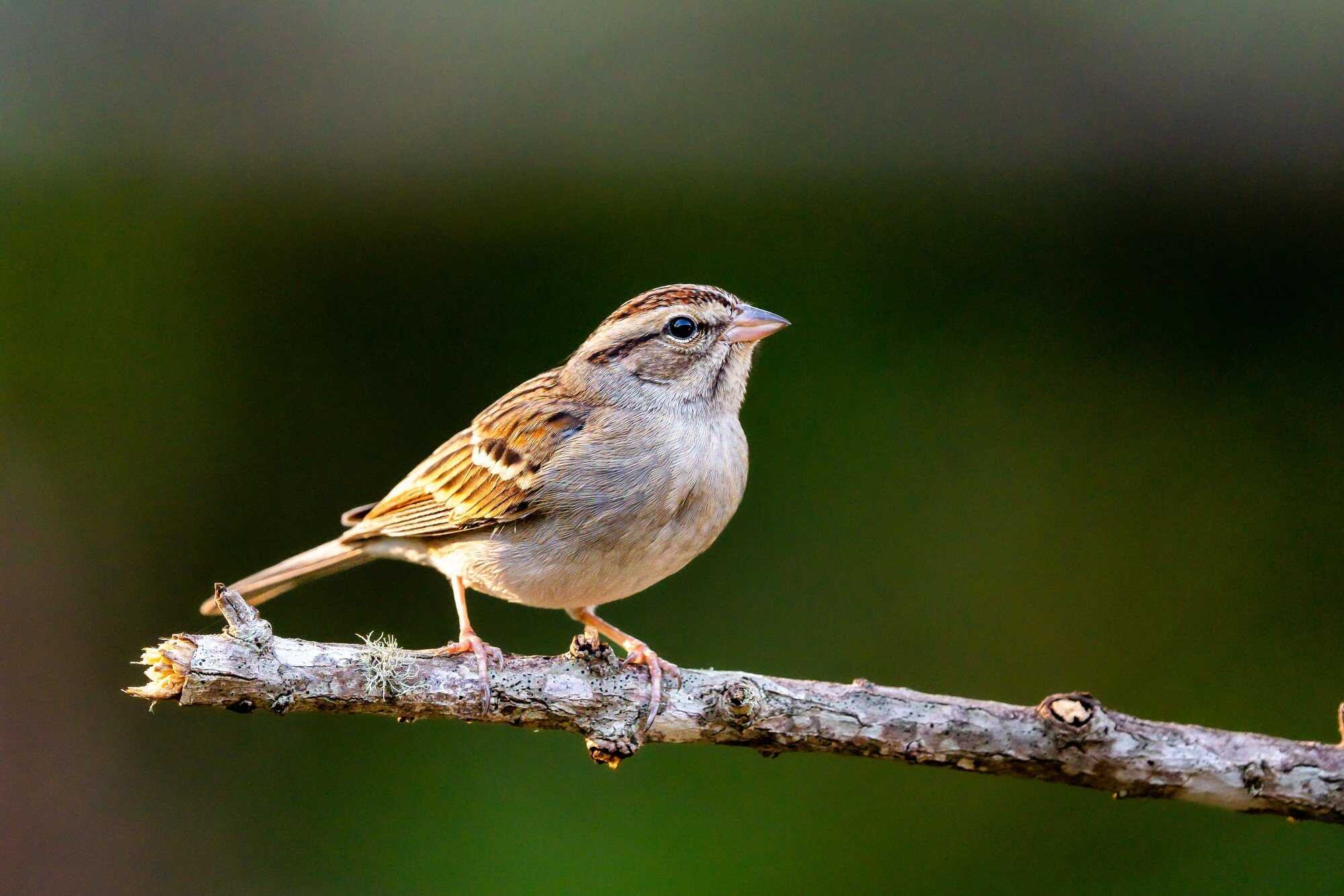 Construction and urban renewal can affect Hong Kong’s bird population. Photo: Shutterstock