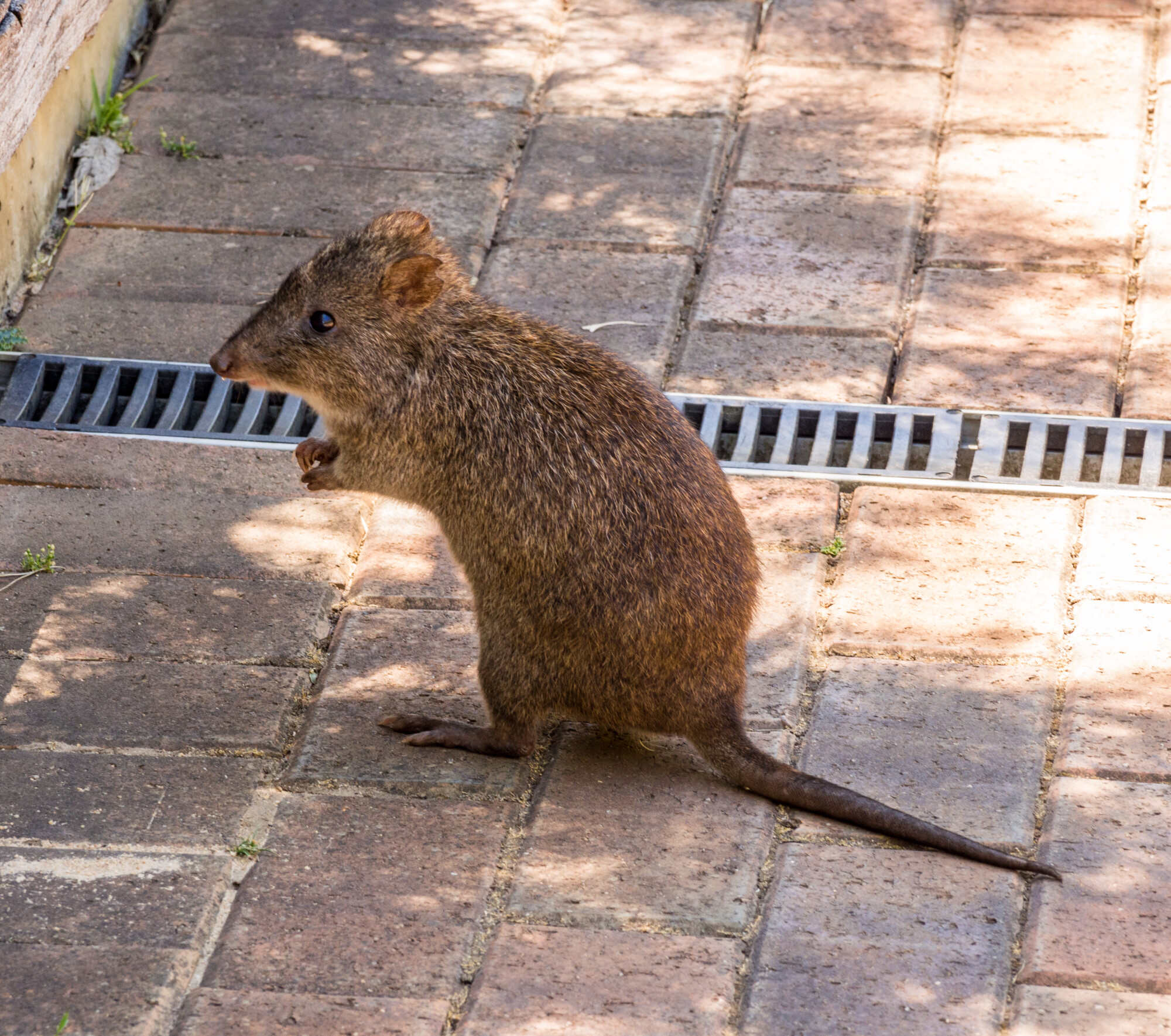 The eastern barred bandicoot lives in Australia. Photo: Shutterstock