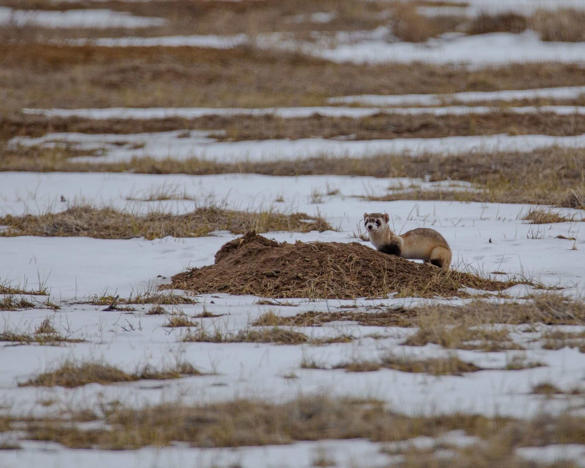 The black-footed ferret was rescued from the brink of extinction. Photo: Shutterstock