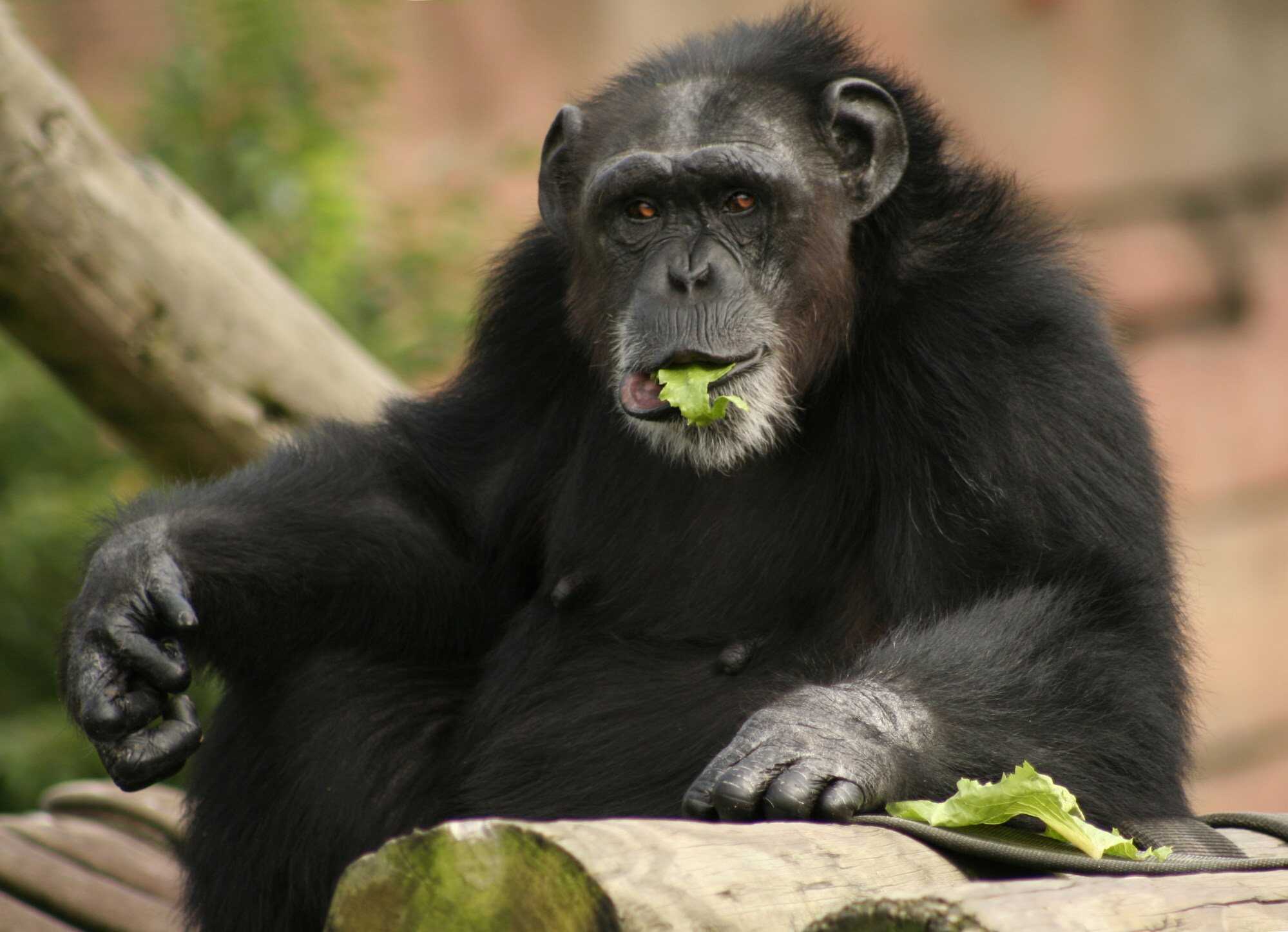 Chimpanzees and other primates have more hair but fewer sweat glands than humans do. Photo: Shutterstock