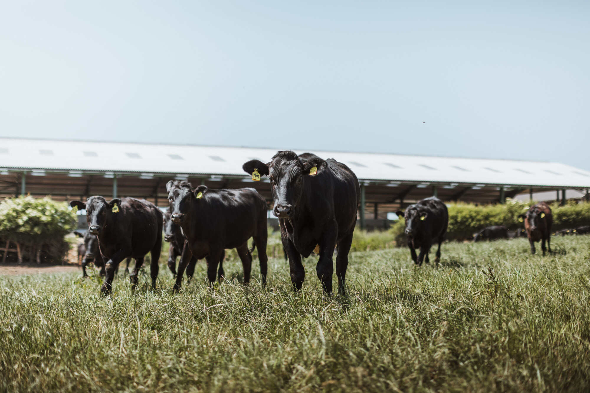 The half-British beef offers unique, gamy flavour from grass-fed cattle. Photo: Handout