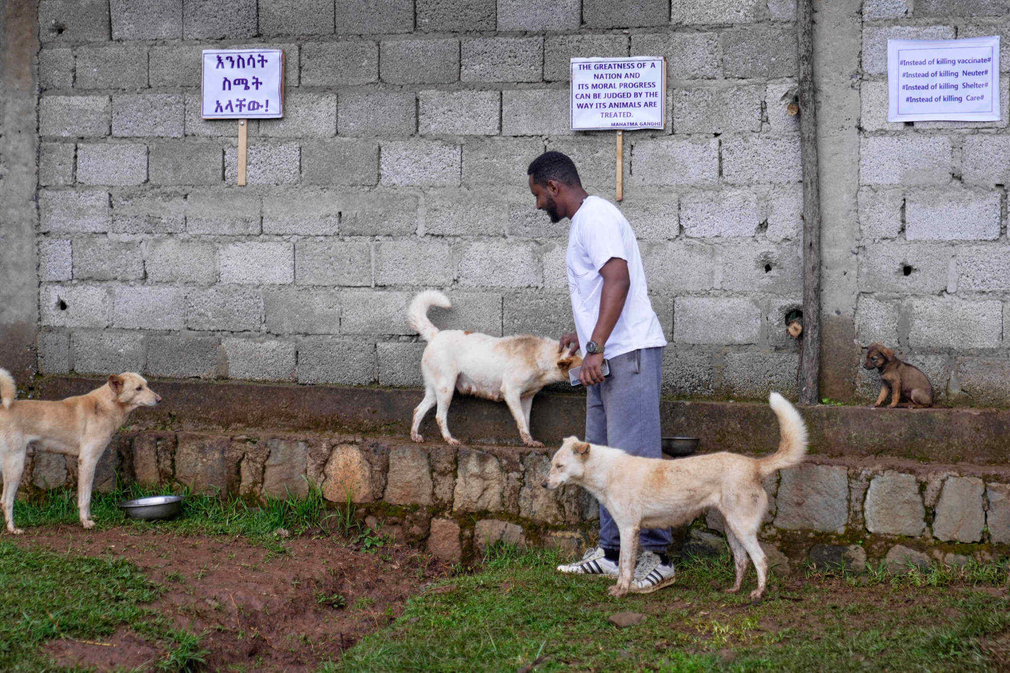 Stray dogs that were abandoned on the streets rest at a shelter in Addis Ababa, Ethiopia. Photo: AP