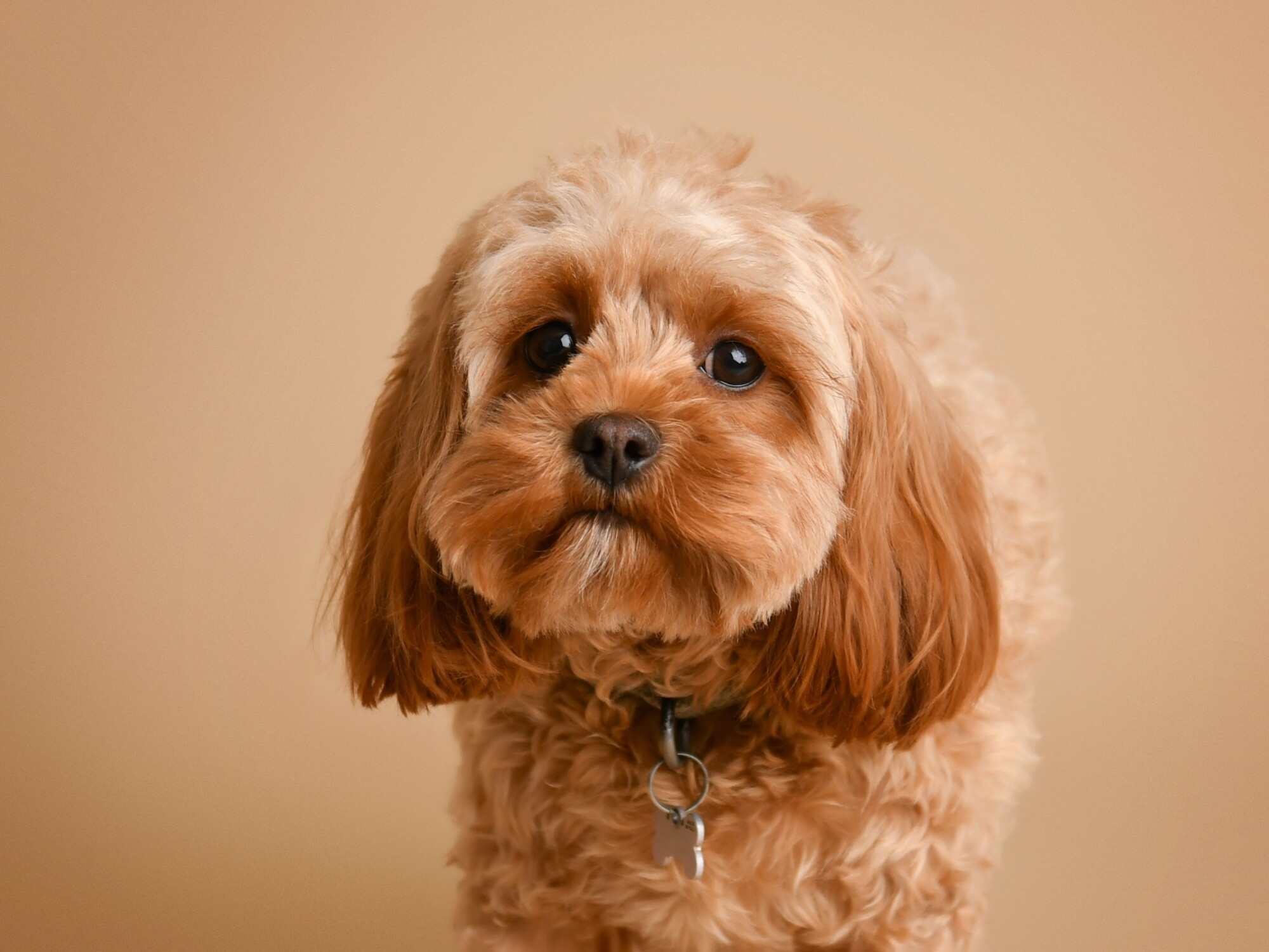 With pet ownership on the rise, it makes sense to create more dog-friendly spaces in Hong Kong, one student writes. Photo: Shutterstock