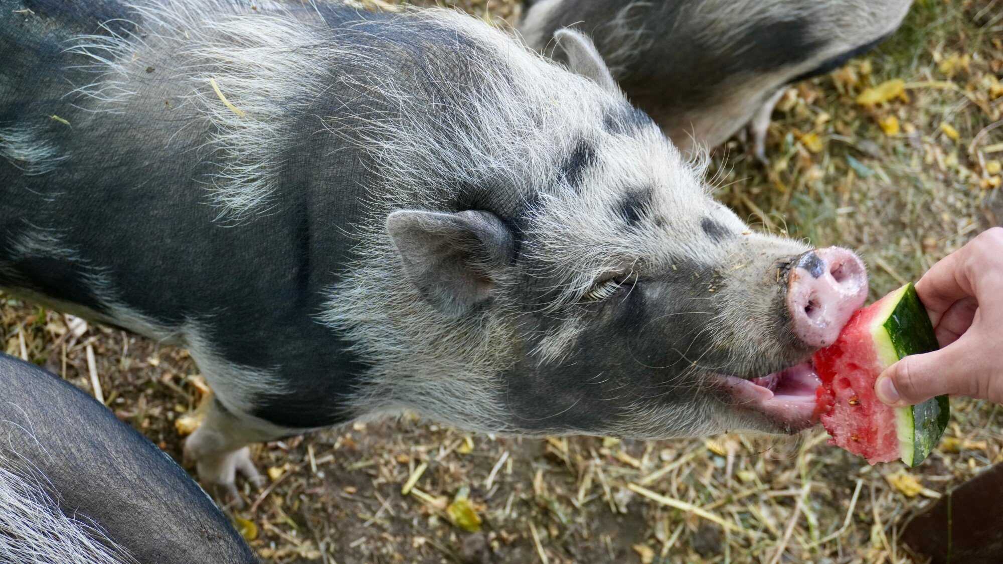 Pigging out or just enjoying yourself? Photo: Shutterstock