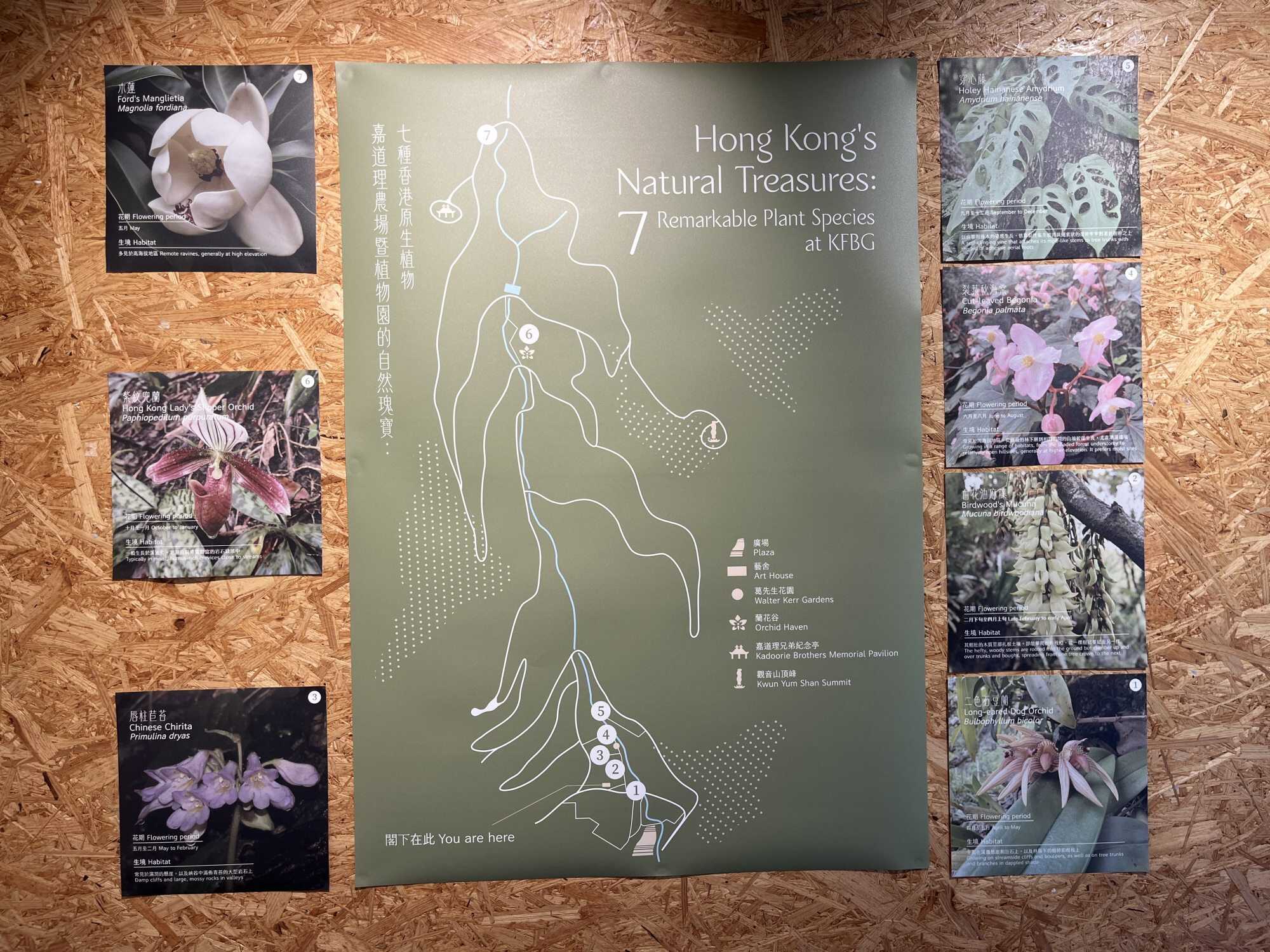 The exhibition highlights seven native Hong Kong plants that people can spot on the farm’s trails. Photo: Handout
