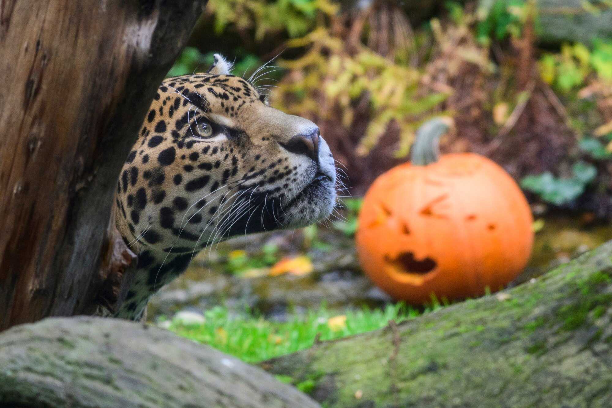 Fitz, the jaguar, prowls through his festively decorated enclosure at the Woodland Park Zoo in the US city of Seattle. Photo: dpa