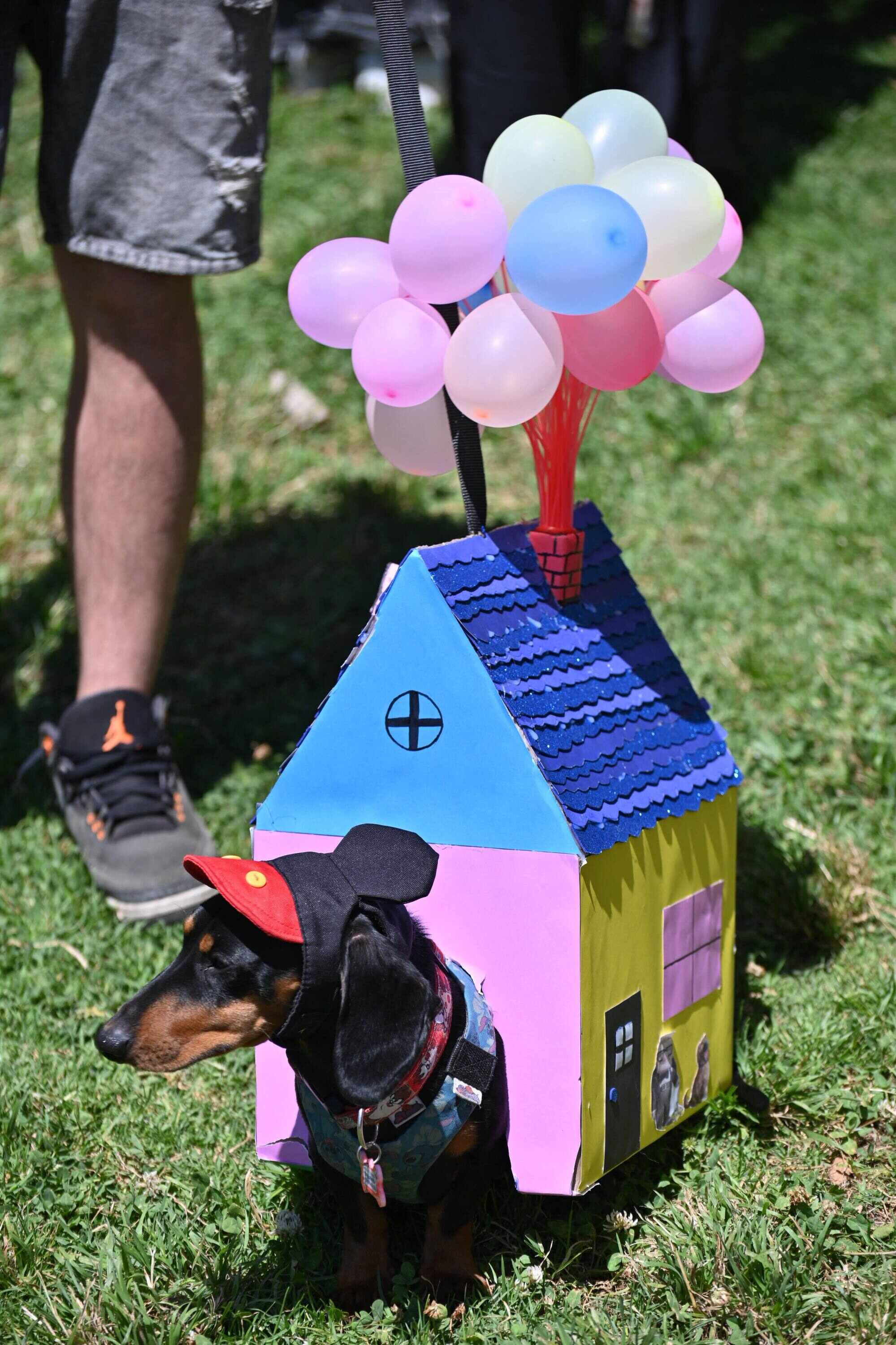 A dachshund in costume takes part in a gathering to celebrate “Dia de Salchi” (Dachshund Day) in the Chilean city of Santiago on November 8, 2025. Photo: AFP