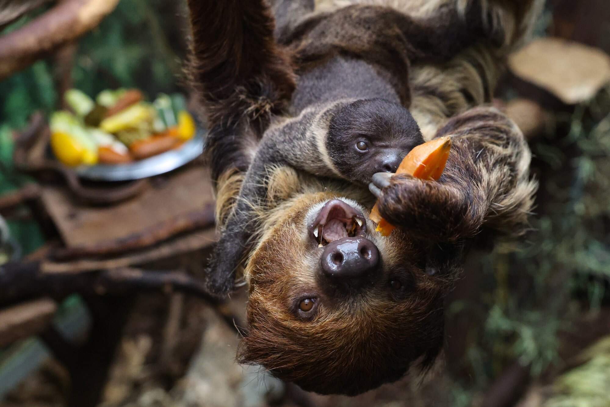 A new resident of the Lodz Zoo in Poland – a two-toed sloth. Photo: EPA