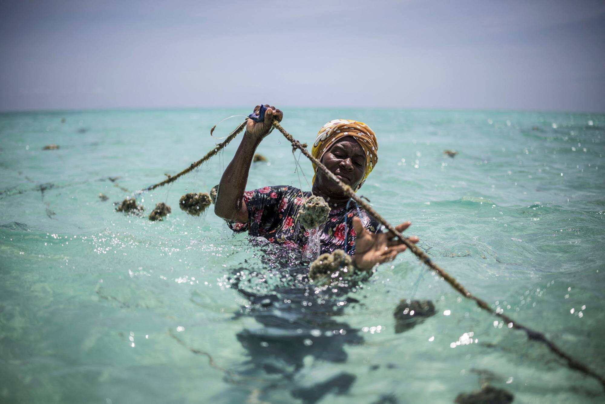 A sponge farmer from Zanzibar’s women-led Sponge Farmers’ Cooperative tends to her crops. Photo: AFP