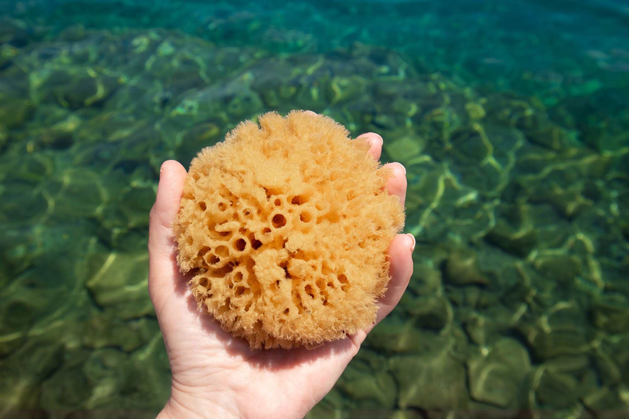 Sponges can be used for personal care. Photo: Shutterstock
