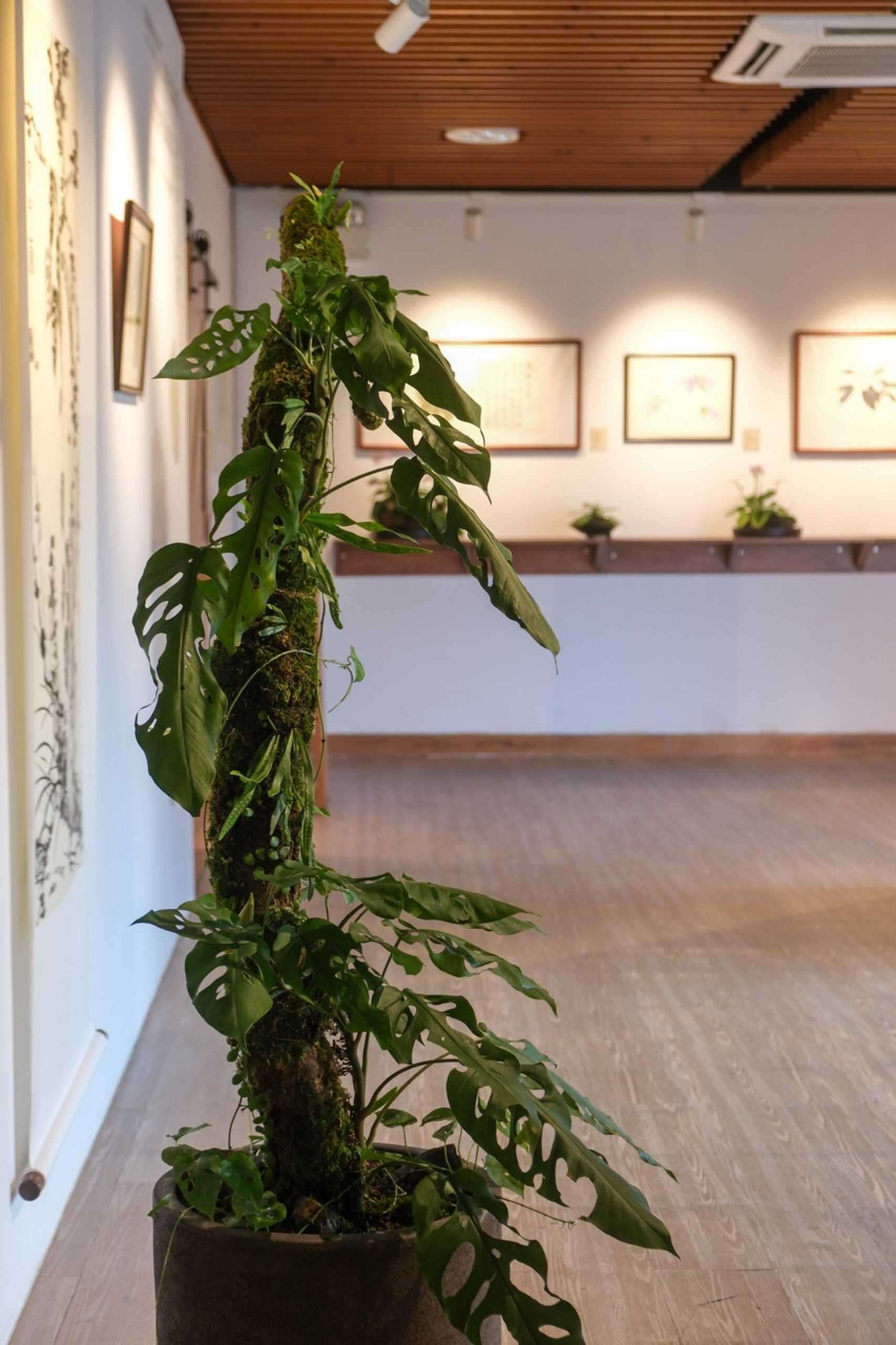 What do you know about Hong Kong’s native plants? Photo: Handout