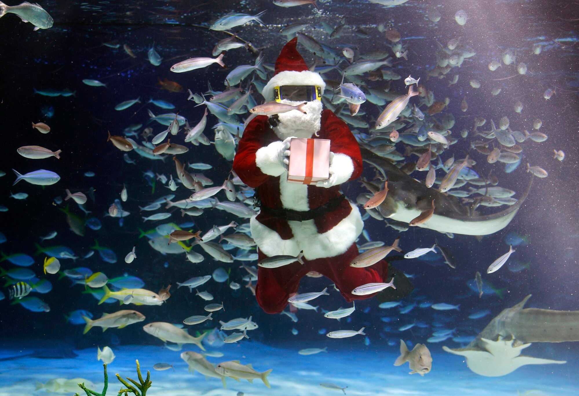 A diver wearing a Santa Claus costume swims with fish at Sunshine Aquarium during preparations for upcoming Christmas special events in Tokyo, Japan on December 1, 2025. Photo: EPA