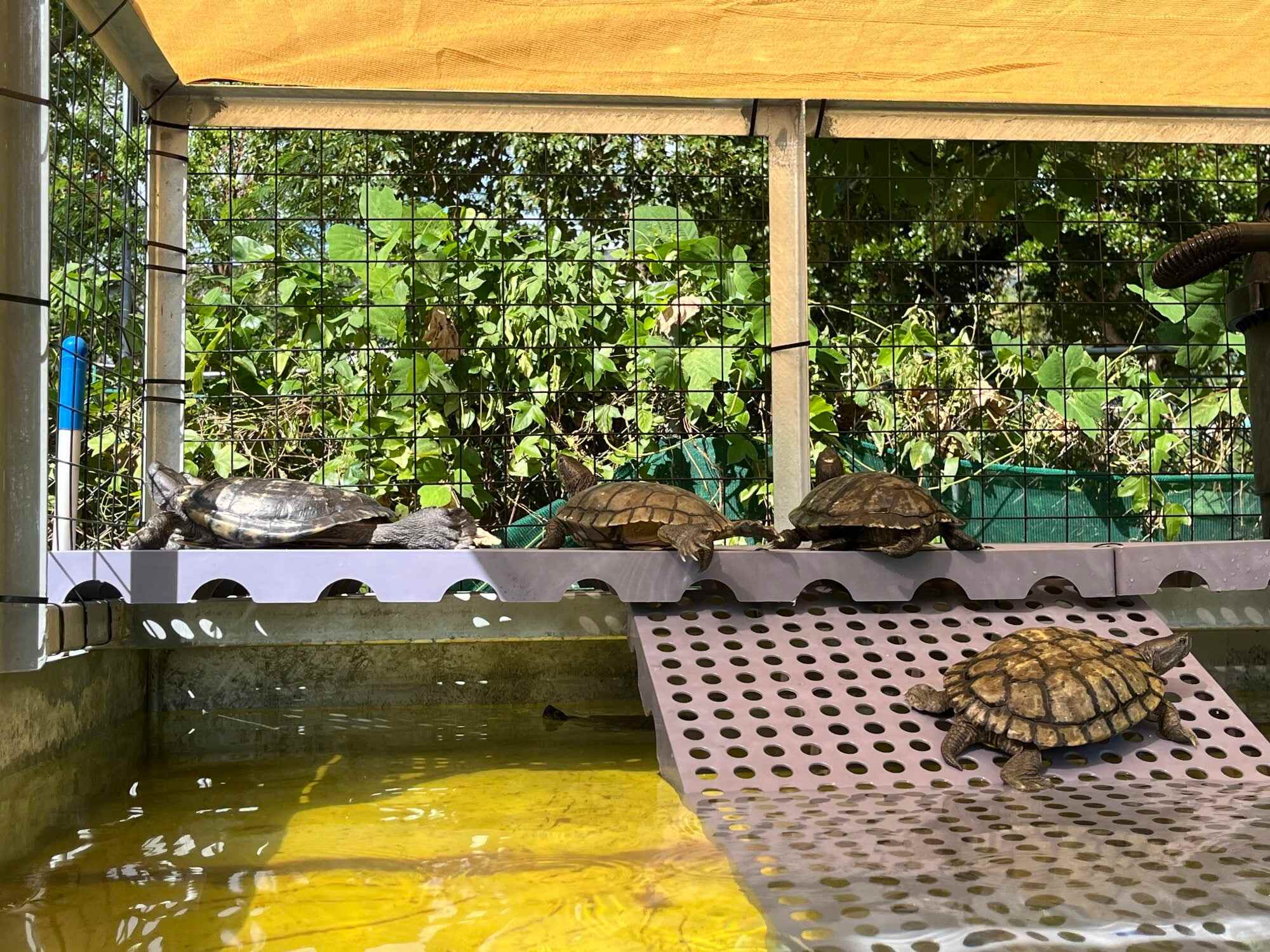 Besides having water to swim in, turtles at the Turtle’s Inn Community Education Base also have space to dry their shell and skin in the sun. Photo: Kelly Fung