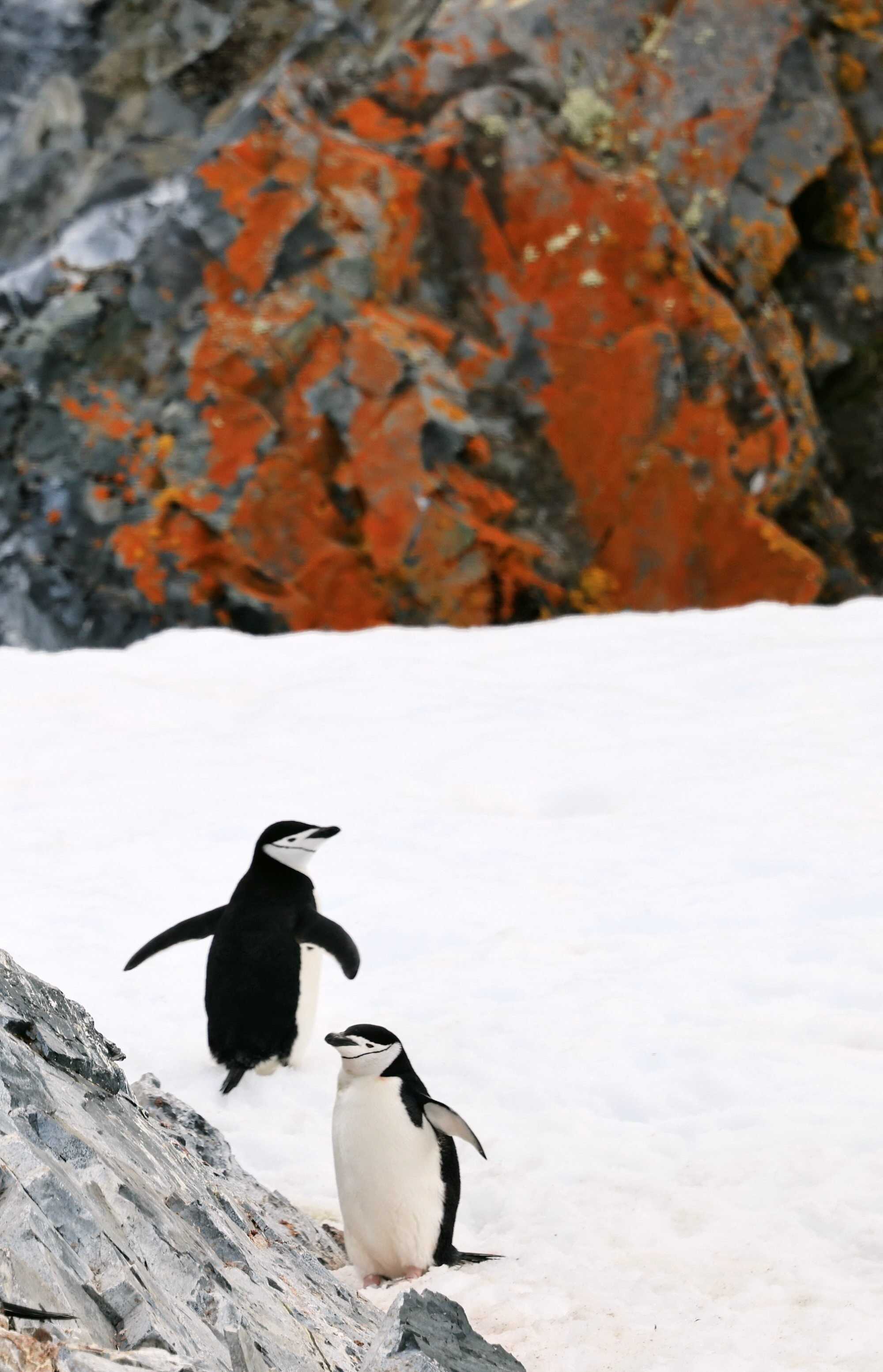 Chinstrap penguins seen in Orne Harbour, Antarctica. Photo: Xinhua