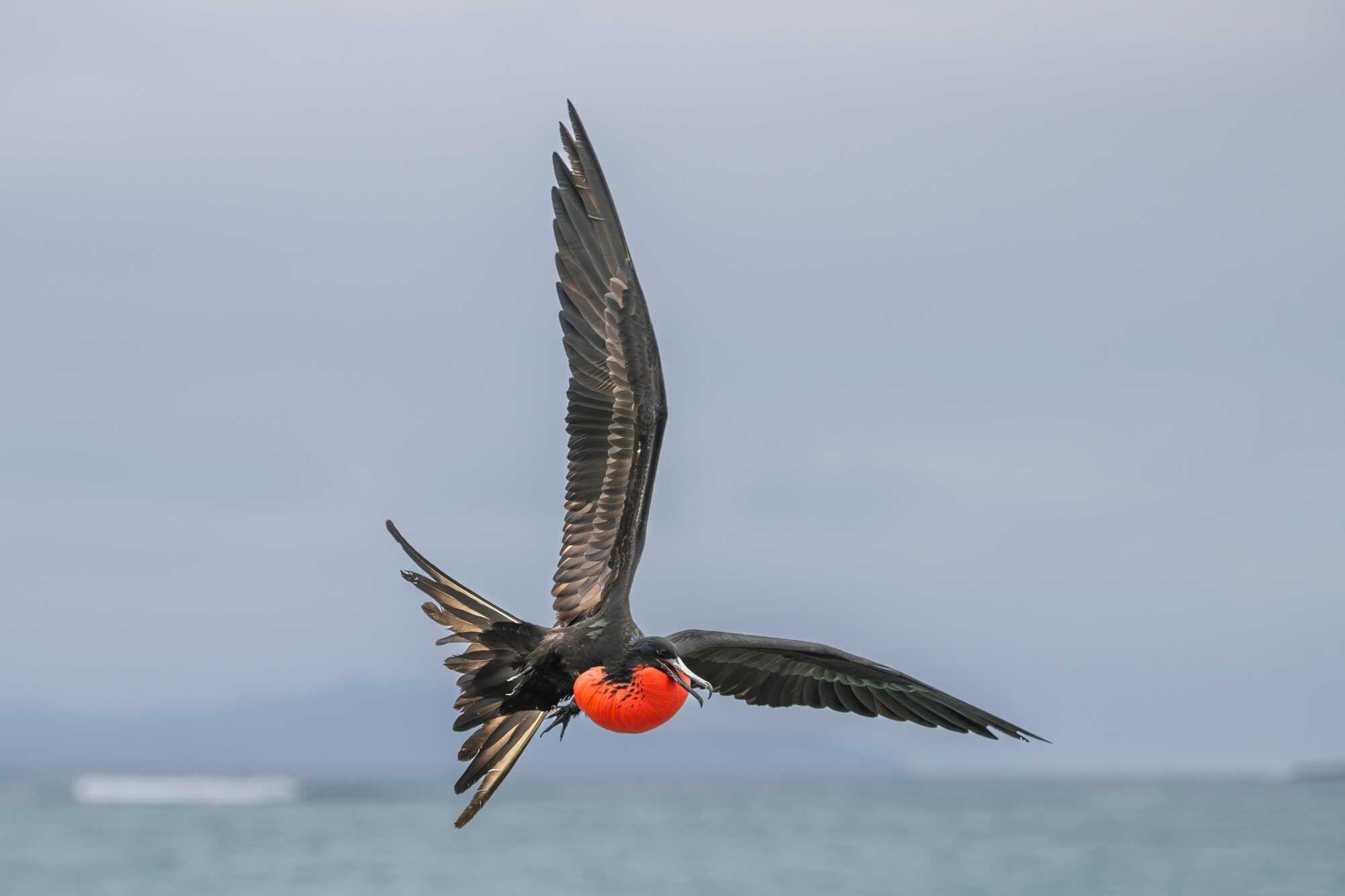 Frigatebirds sleep one half of their brain at a time. Photo: Shutterstock