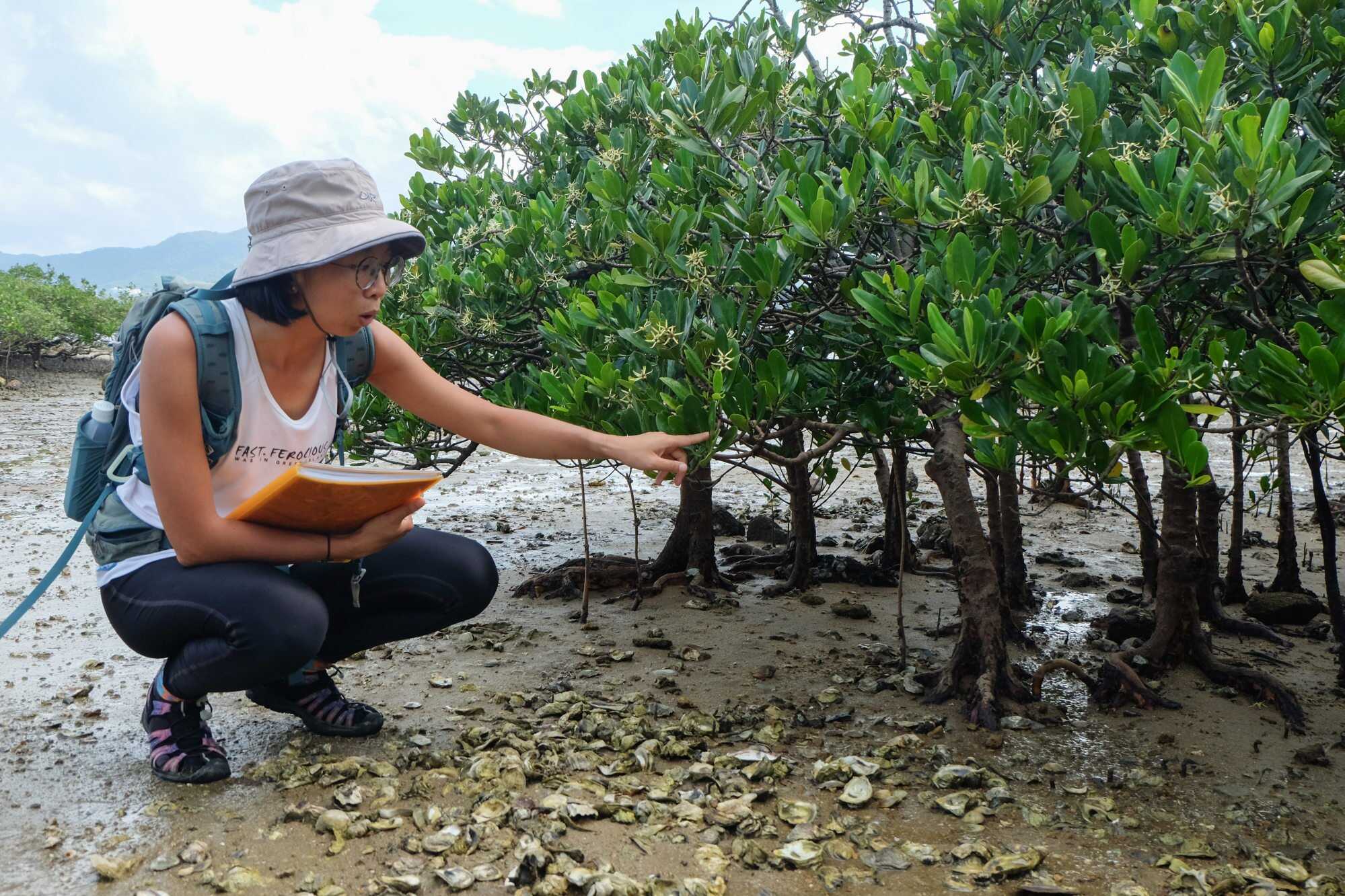 Hong Kong environmental educator Yeung*, better known as Sheeppoo, led guided groups into the city’s mangrove zones to observe mudflat ecosystems. Photo: Handout