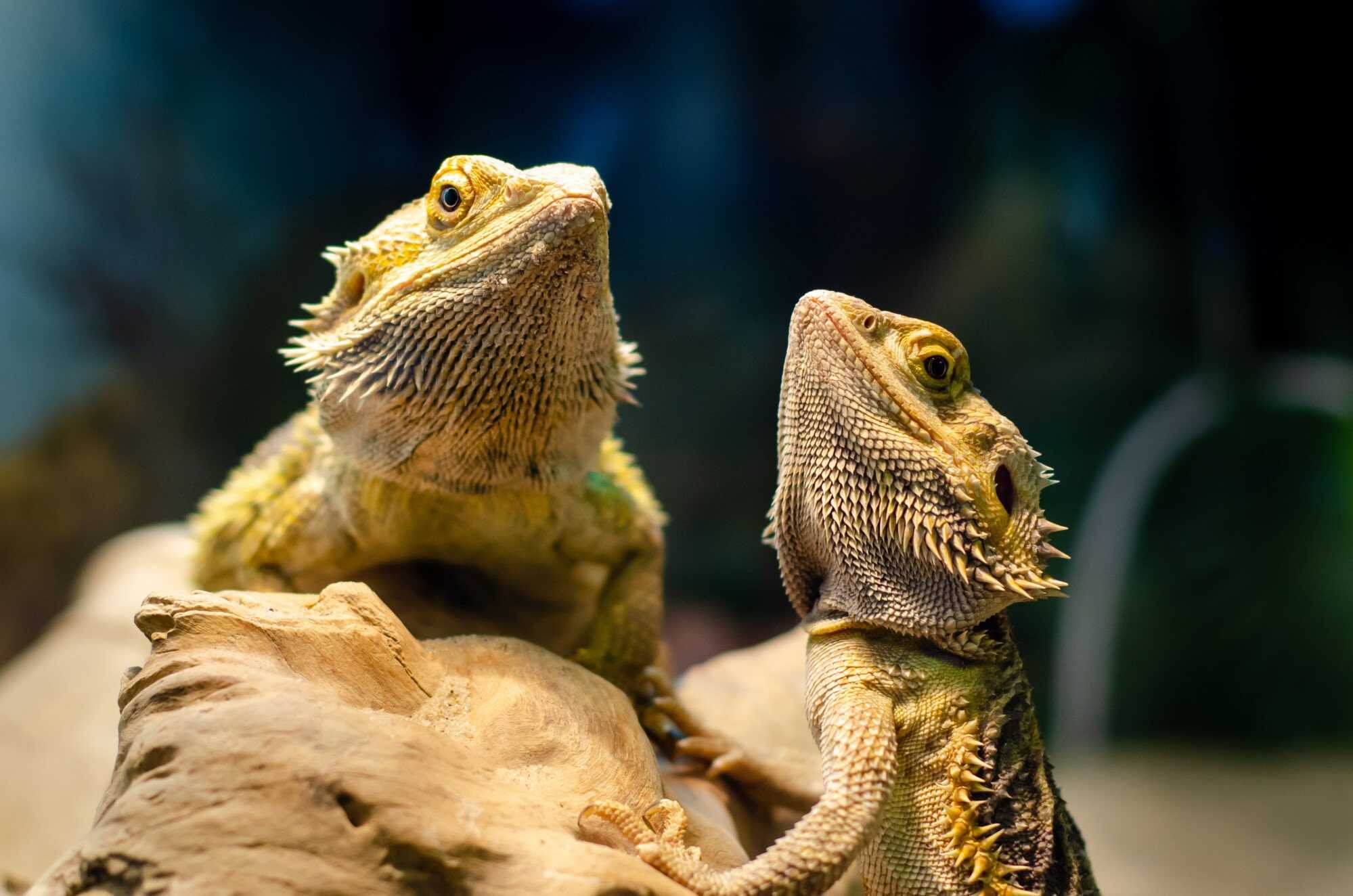 Don’t overlook caring for exotic pets during the cold winter months. Photo: Shutterstock