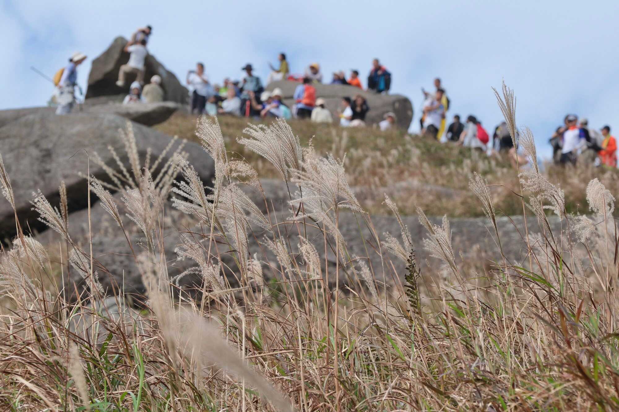 Hikers walk along the trail at Sunset Peak on Lantau Island, a popular destination for its Chinese silver grass. Photo: Karma Lo
