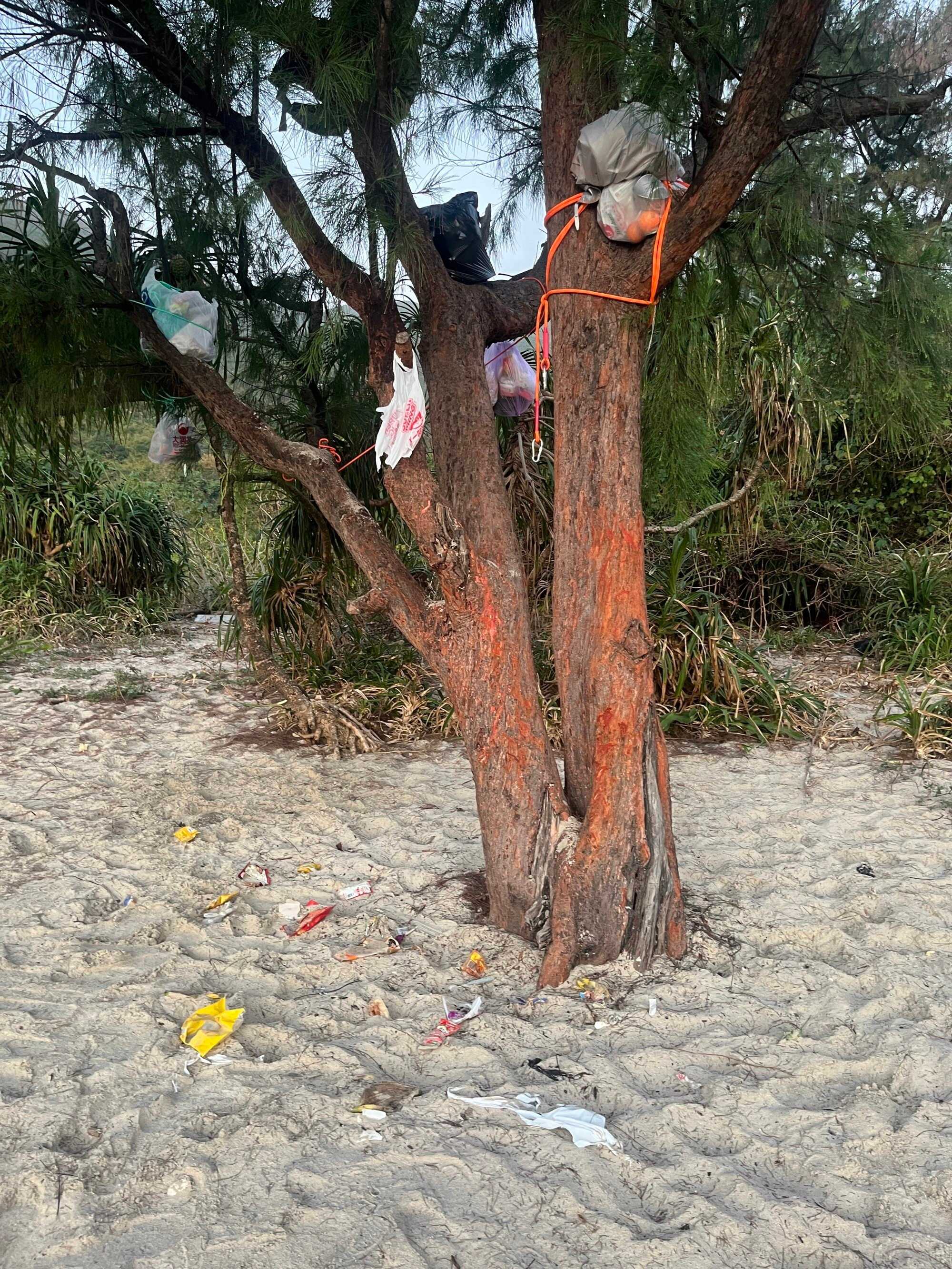 A tree on Ham Tin beach turned into a makeshift communal storage, its branches hung with bags of food to keep them out of reach of wild boars. Photo: Kelly Fung