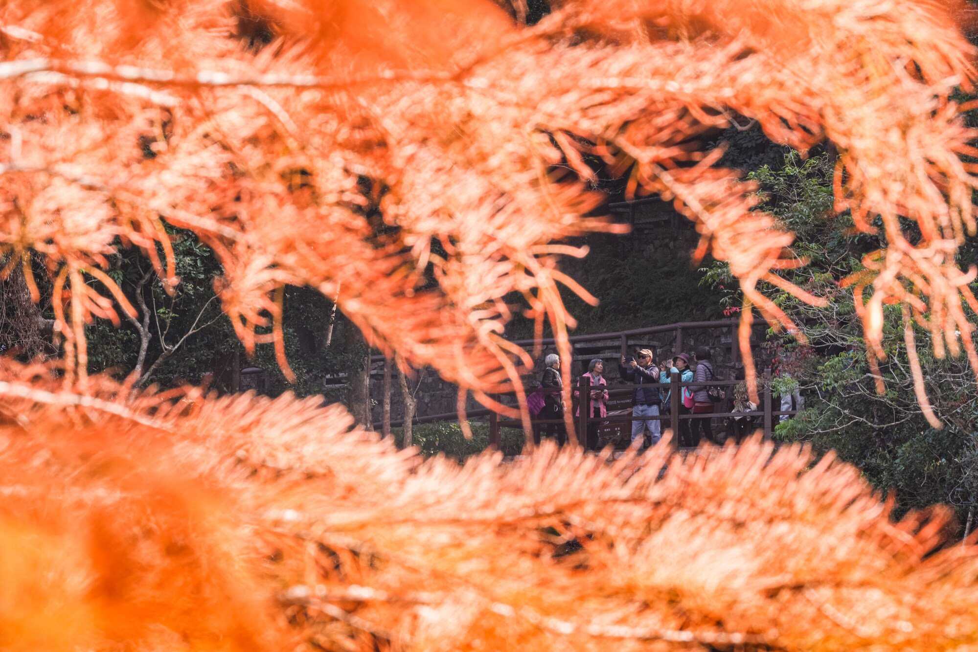 During December and January, the foliage of the cypress trees on the southern shore goes from green to yellow, then, finally, orange-red.