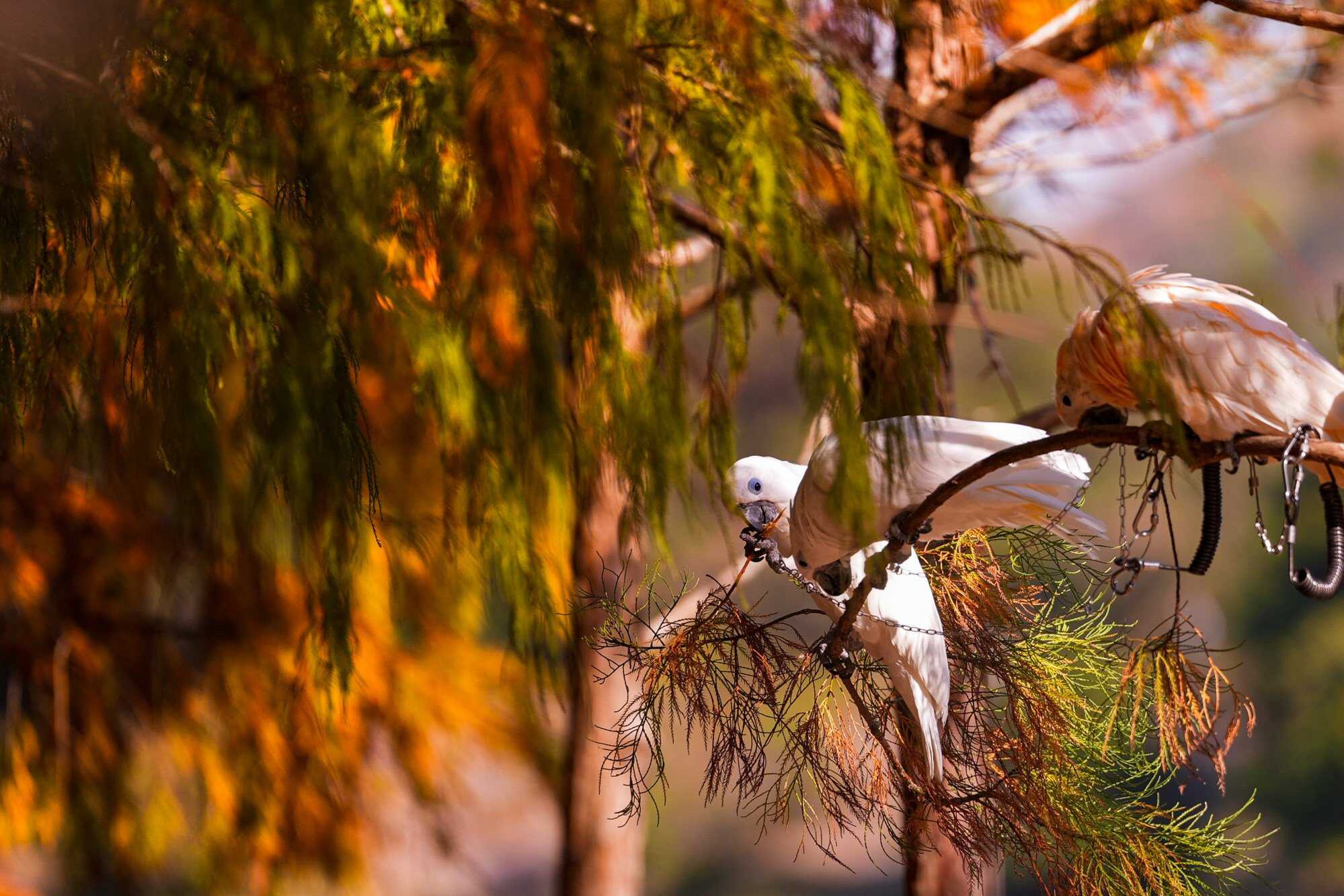 This companion parrot was brought by a hiker, but the reservoir is home to all kinds of amphibians, fish and mammals.