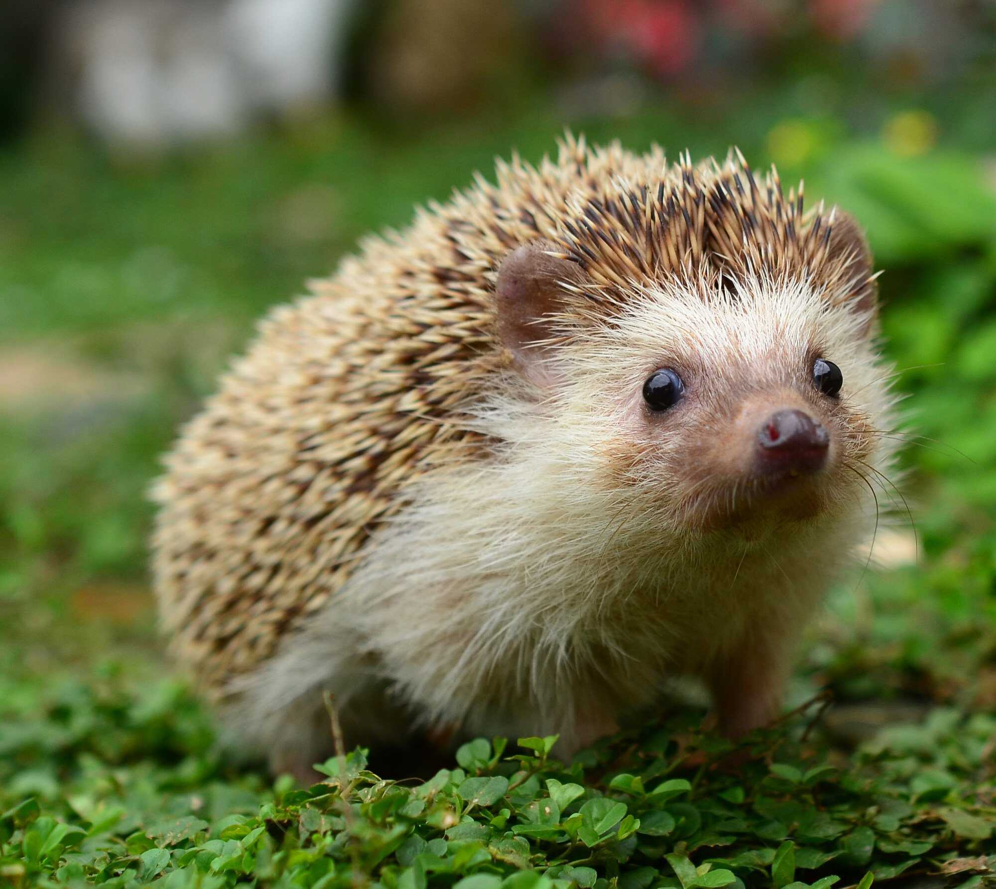 St Mary’s Canossian College hosted an unforgettable event in which Form One students engaged with exotic animals, blending education with fun to foster responsibility and compassion. Photo: Shutterstock
