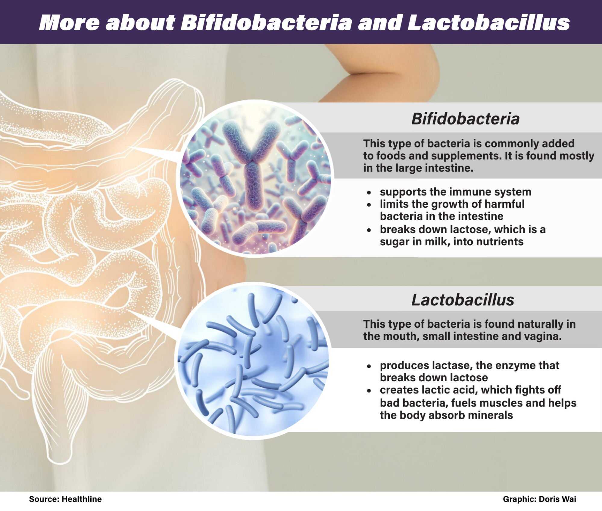 More about bididobacteria and lactobacillus