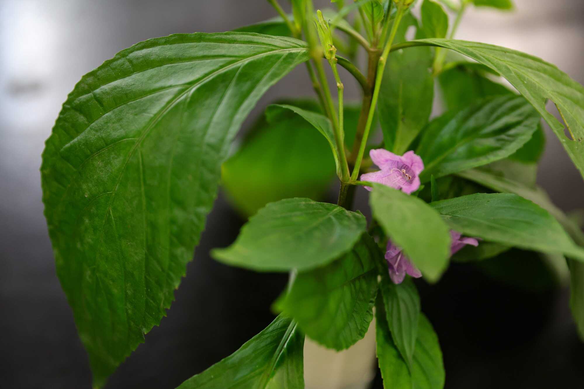 Chinese indigo is one of the 2,300 plants native to Hong Kong. Photo: Edmond So