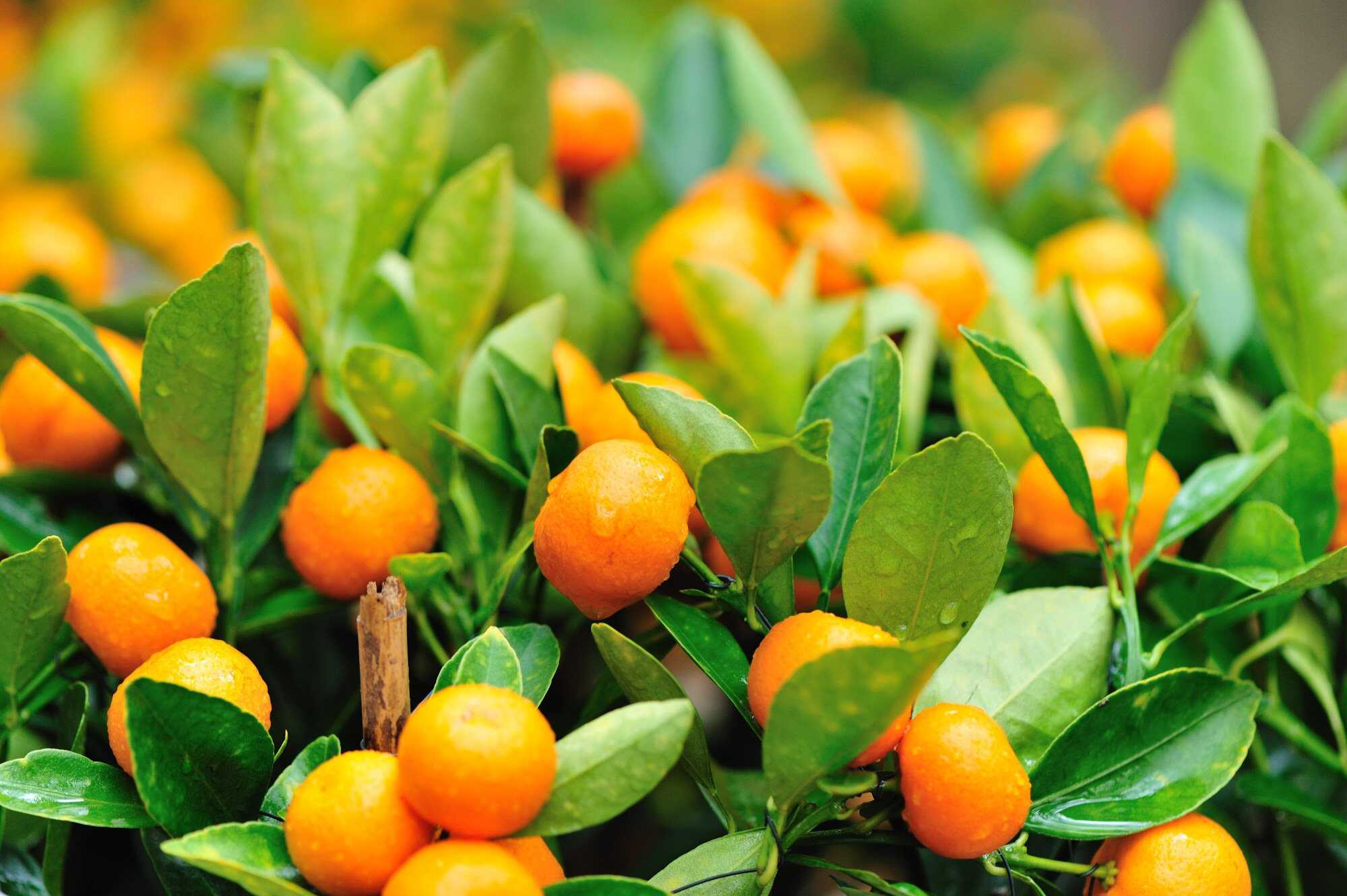 Kumquats are a common sight during the Lunar New Year. Photo: Shutterstock