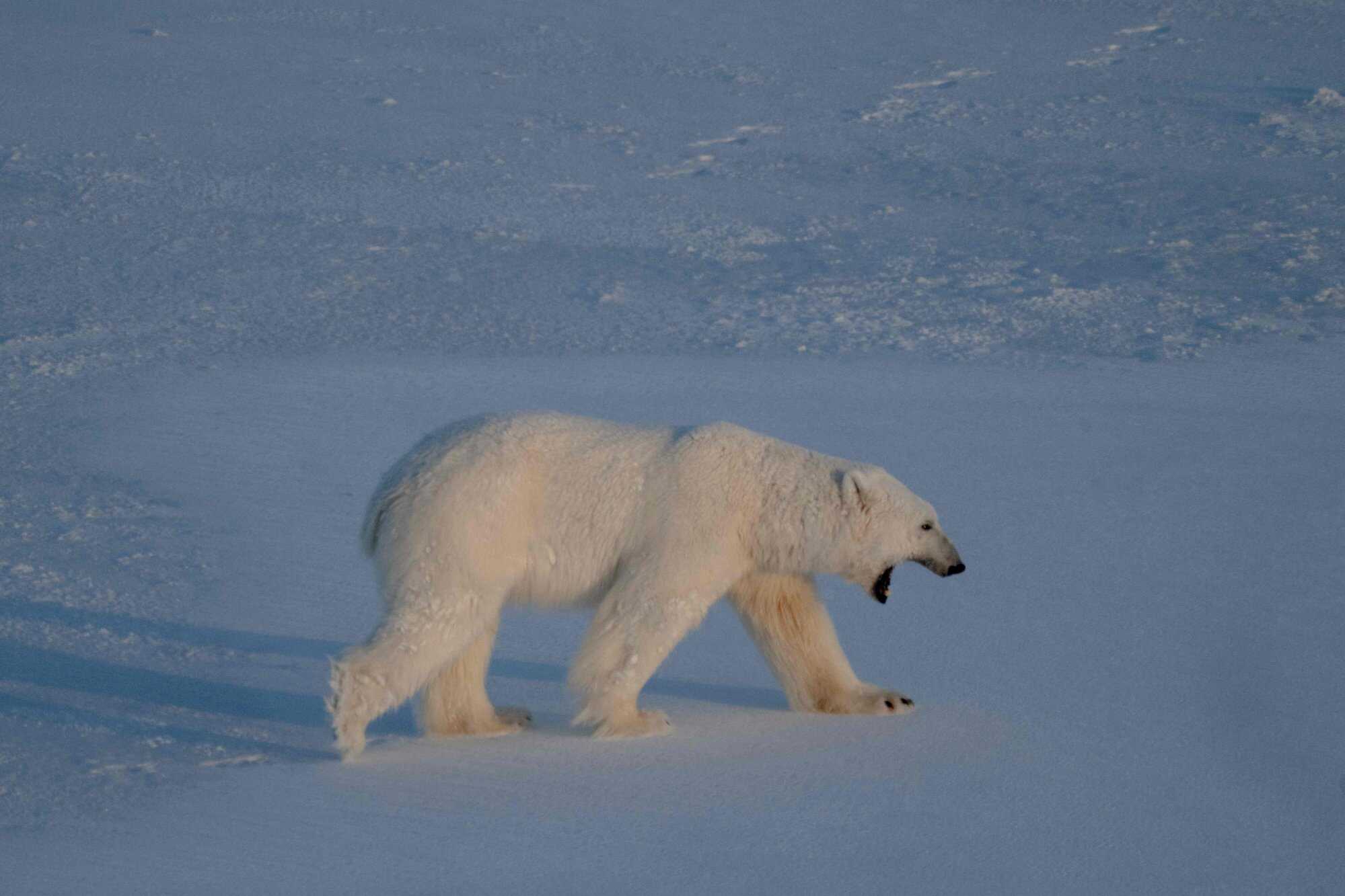 Polar bears in Svalbard are feasting more on the eggs of wild geese and ducks as their preferred hunting grounds disappear. Some are even chasing down reindeer. Photo: AFP