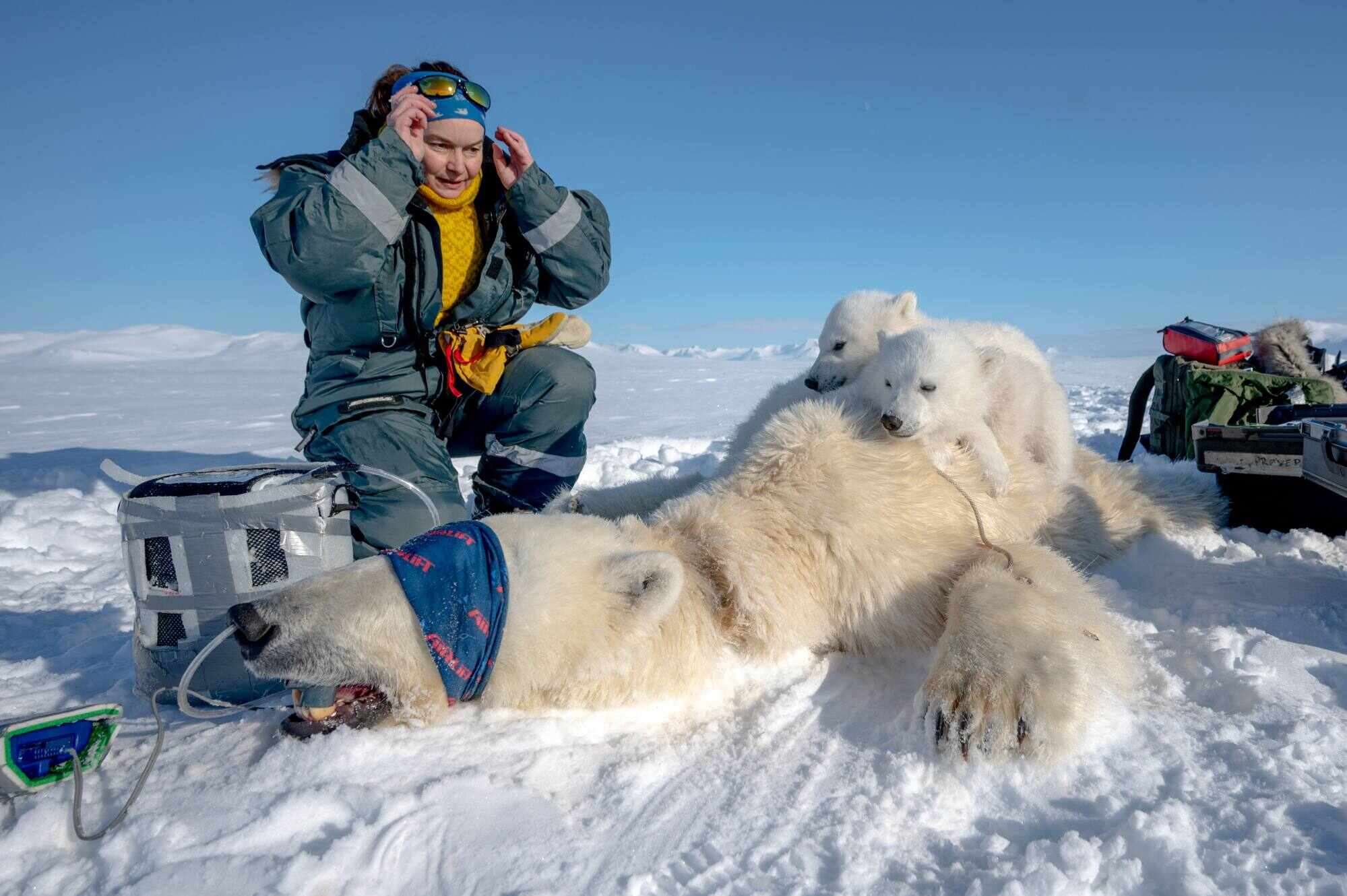 French spatial scientist Marie-Anne Blanchet examines bear cubs before taking tissue biopsies and blood samples from their sedated mother in eastern Spitzbergen, in the Svalbard archipelago. Photo: AFP
