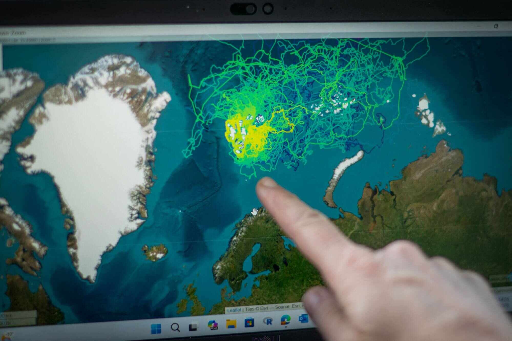 Svalbard, a Norwegian archipelago in the Barents Sea, has seen a sharp decline in sea ice over the decades. In this photo, a scientist points to a GPS tracking map of female polar bears in the region over the course of a year. Photo: AFP