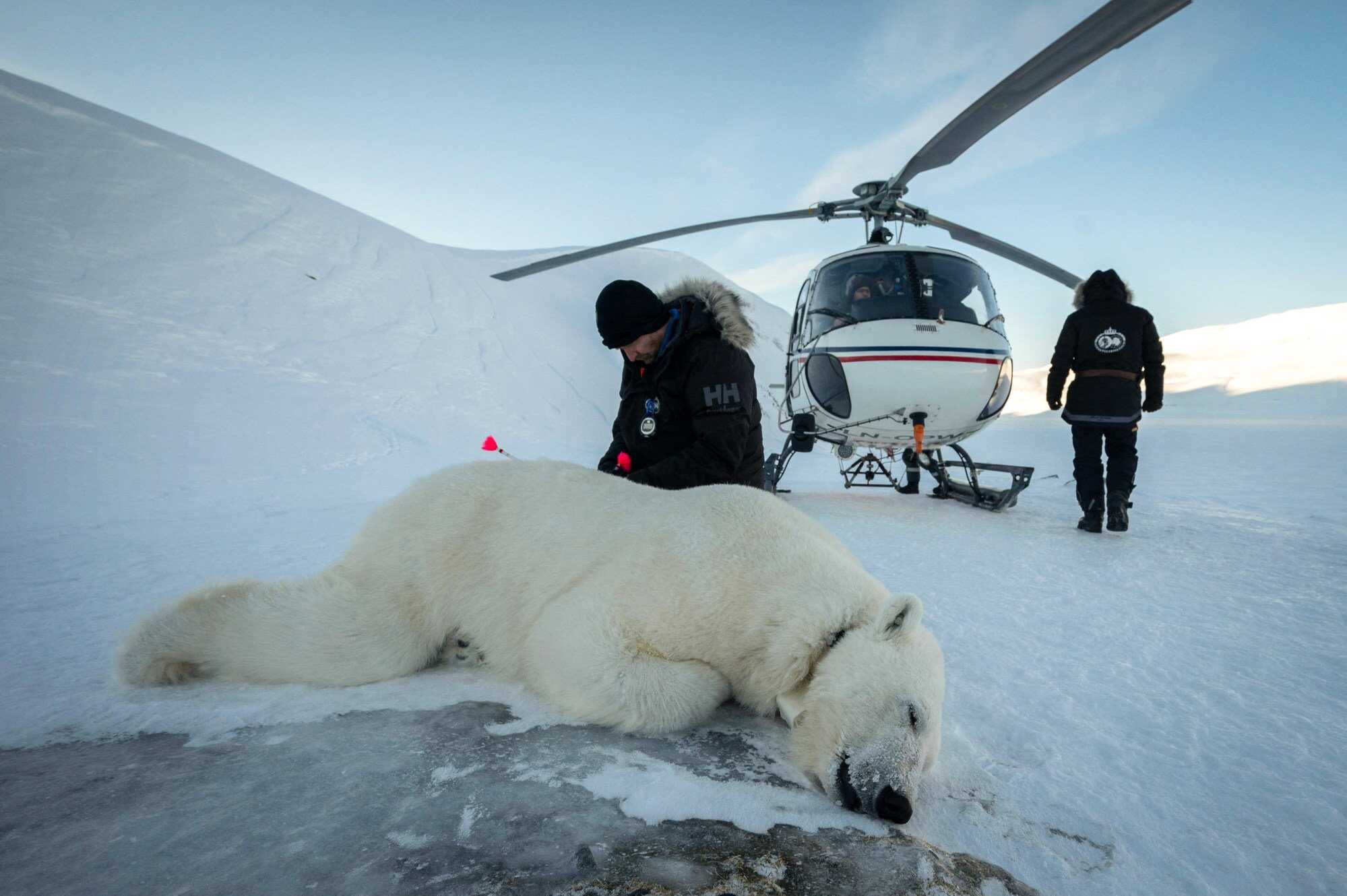 Scientists ensure that a polar bear has been properly sedated before examining it. Photo: AFP