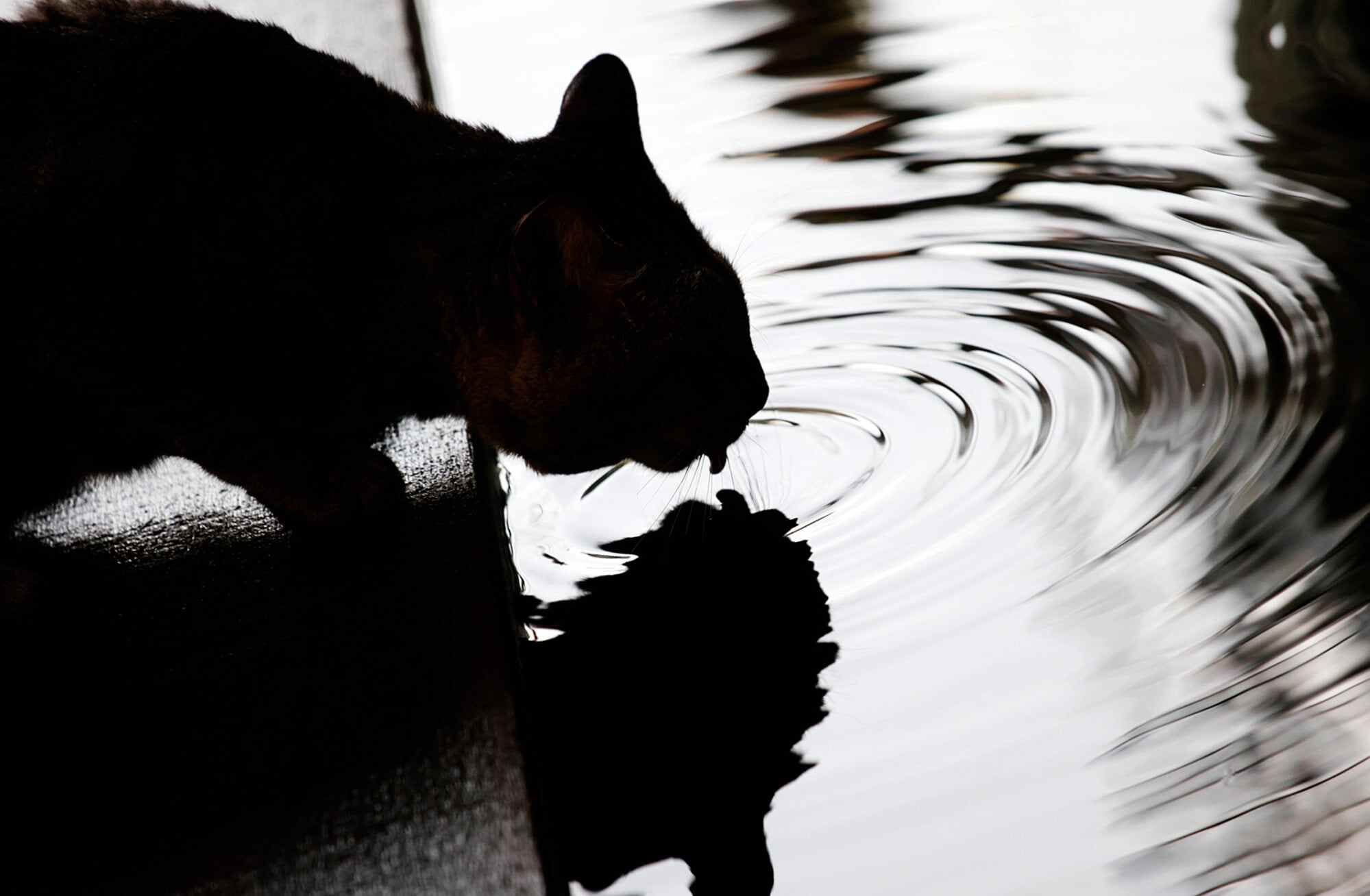Cats swiftly retract their tongues, resulting in a more graceful process of drinking water. Photo: Reuters