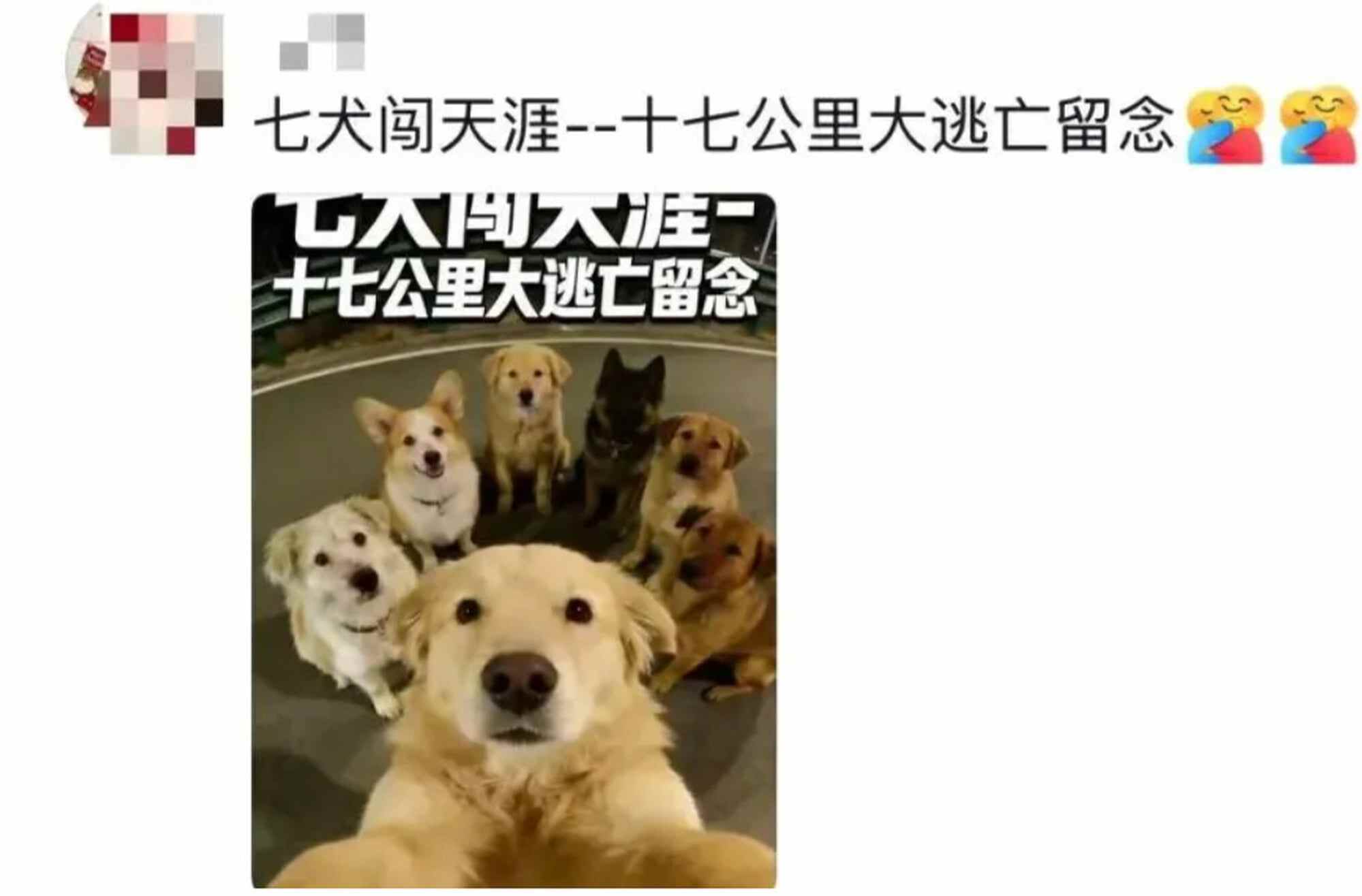 The dogs’ incredible journey home has captured widespread attention online, with videos amassing over 230 million views. Photo: mp.weixin.qq.com
