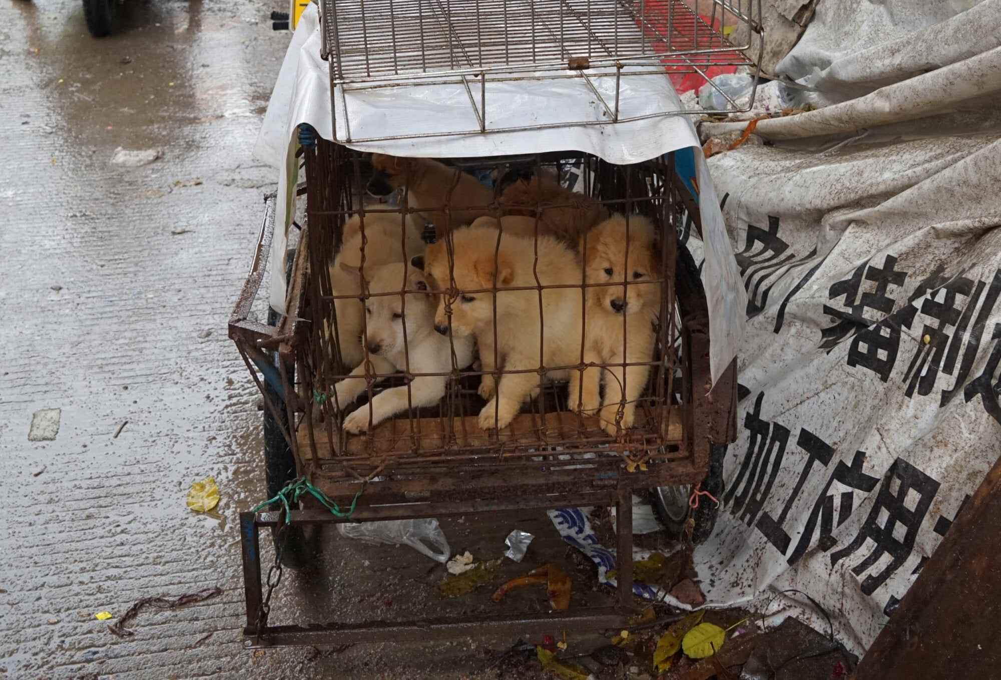 Puppies are seen in a cage at a dog meat market in Yulin, in China’s southern Guangxi region on June 21, 2017. Photo: AFP