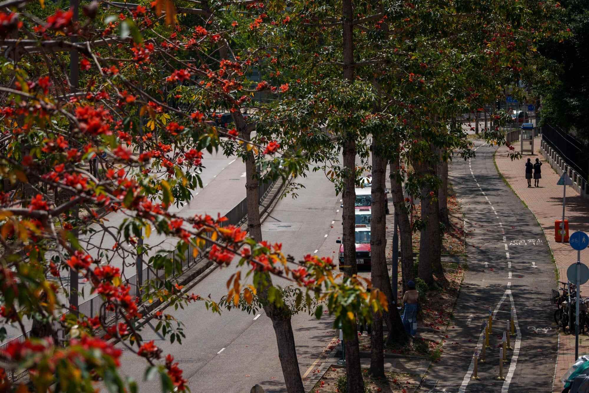 Hong Kong’s beloved kapok trees are no longer blooming the way they used to, drawing concern from conservationists who see it as a sign that nature is falling out of sync as the climate warms. Photo: AFP