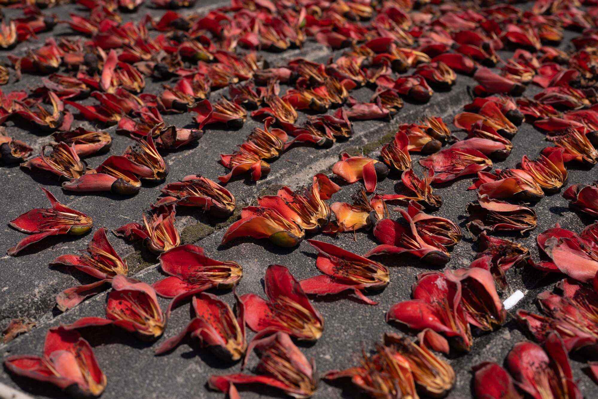 Kapok flowers are spread out to sun-dry in a residential area in Hong Kong. Photo: AFP