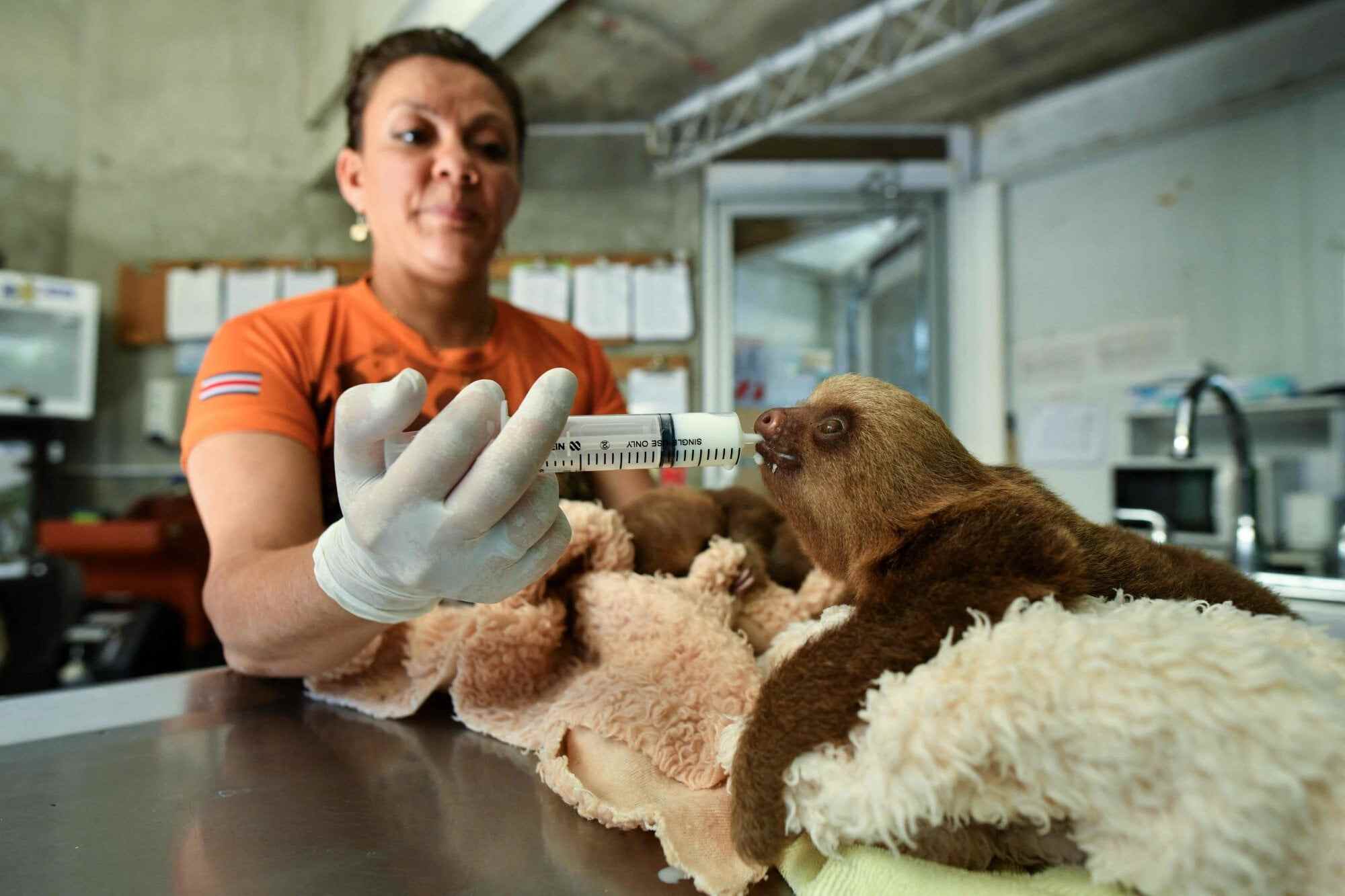Veterinarian Yorleni Avendaño feeds two three-toed sloths at the Rescate Wildlife Rescue Centre in Costa Rica. Photo: AFP