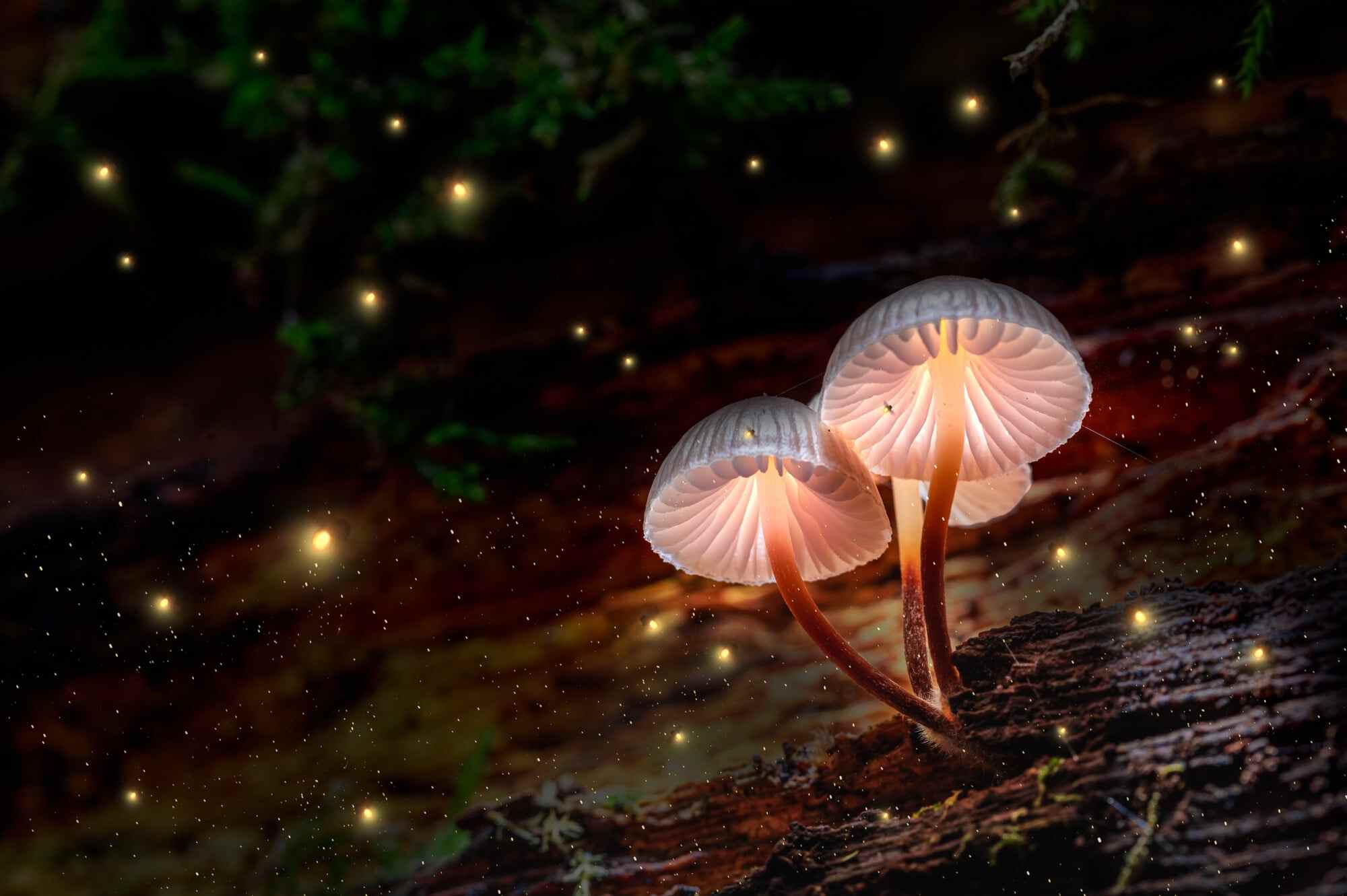 Mushrooms and fireflies at night. Photo: Shutterstock