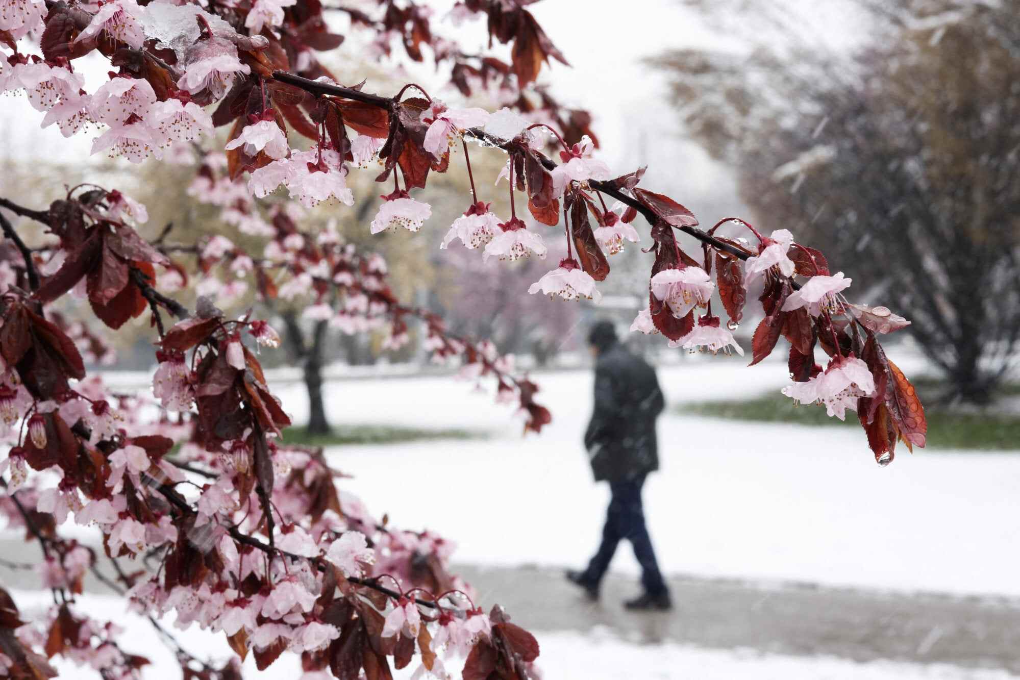 Cherry blossoms covered with snow after a snowstorm in Sarajevo, Bosnia and Herzegovina, on March 28, 2026. Photo: Reuters