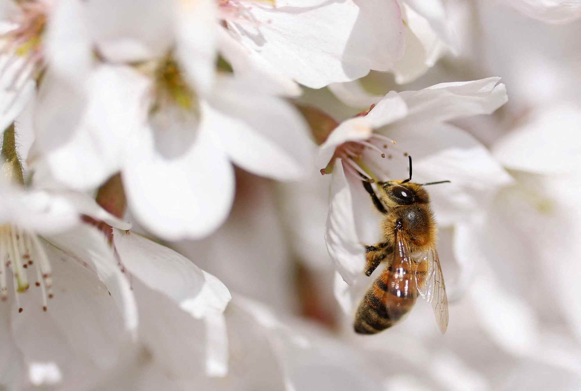 A bee collects pollen from a Yoshino cherry tree blossom at Kew Gardens in London. Photo: Reuters